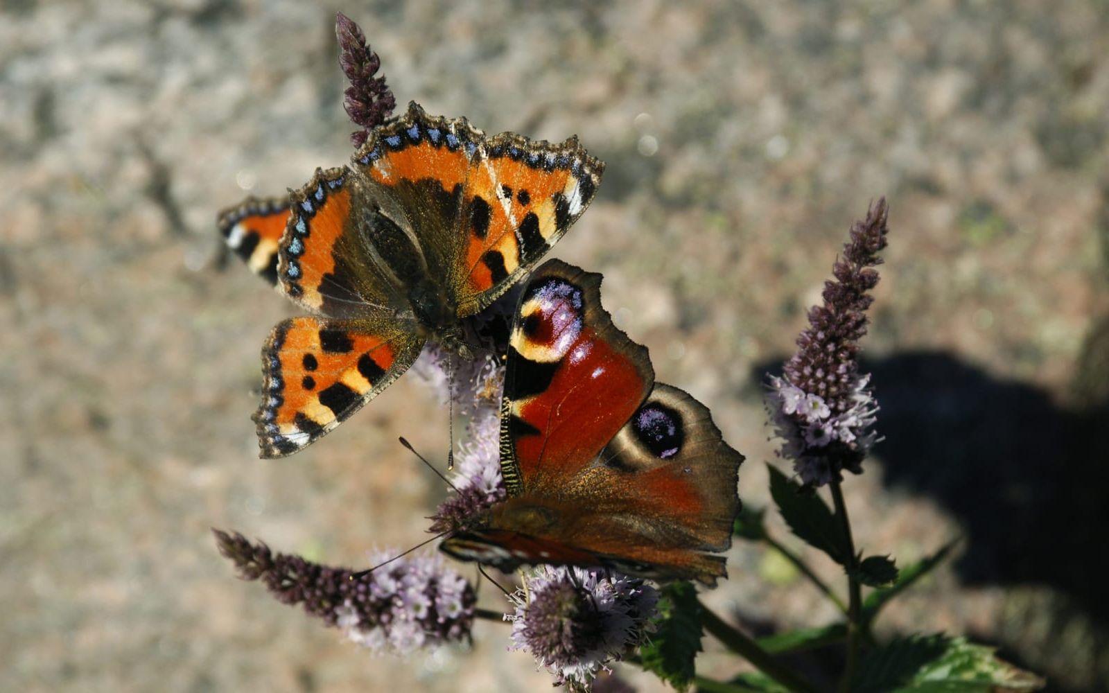 Sparar du brännässlor i din trädgård blir fjärilarna glada. På bild syns nässelfjäril och påfågelöga, båda vanliga i Sverige. 