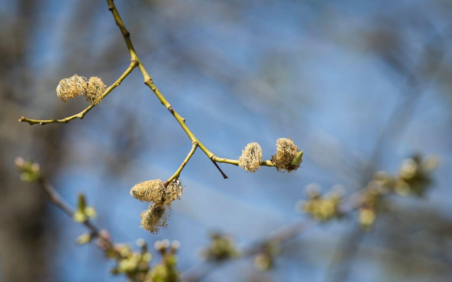 Sälgen – ett "skräpträd", men nyttig för många. Arkivbild. 