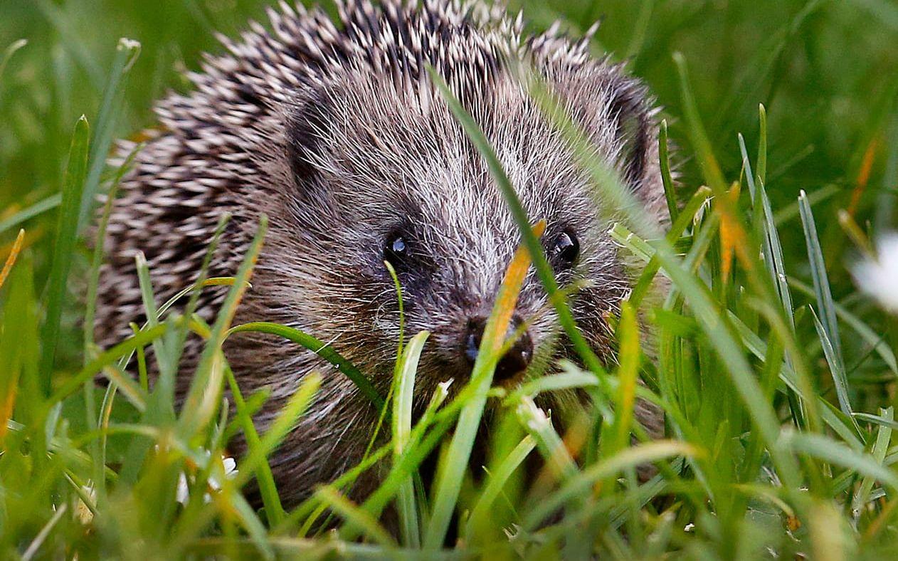 Trädgården har god potential att vara en fristad för igelkottar. Arkivbild. 