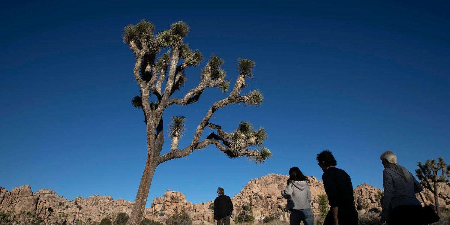 De allra flesta som besökte nationalparken Joshua Tree i Kalifornien under den rekordlånga nedstängningen av delar av USA:s statsapparat skötte sig. Men andra vandaliserade området, enligt företrädare för parken.
