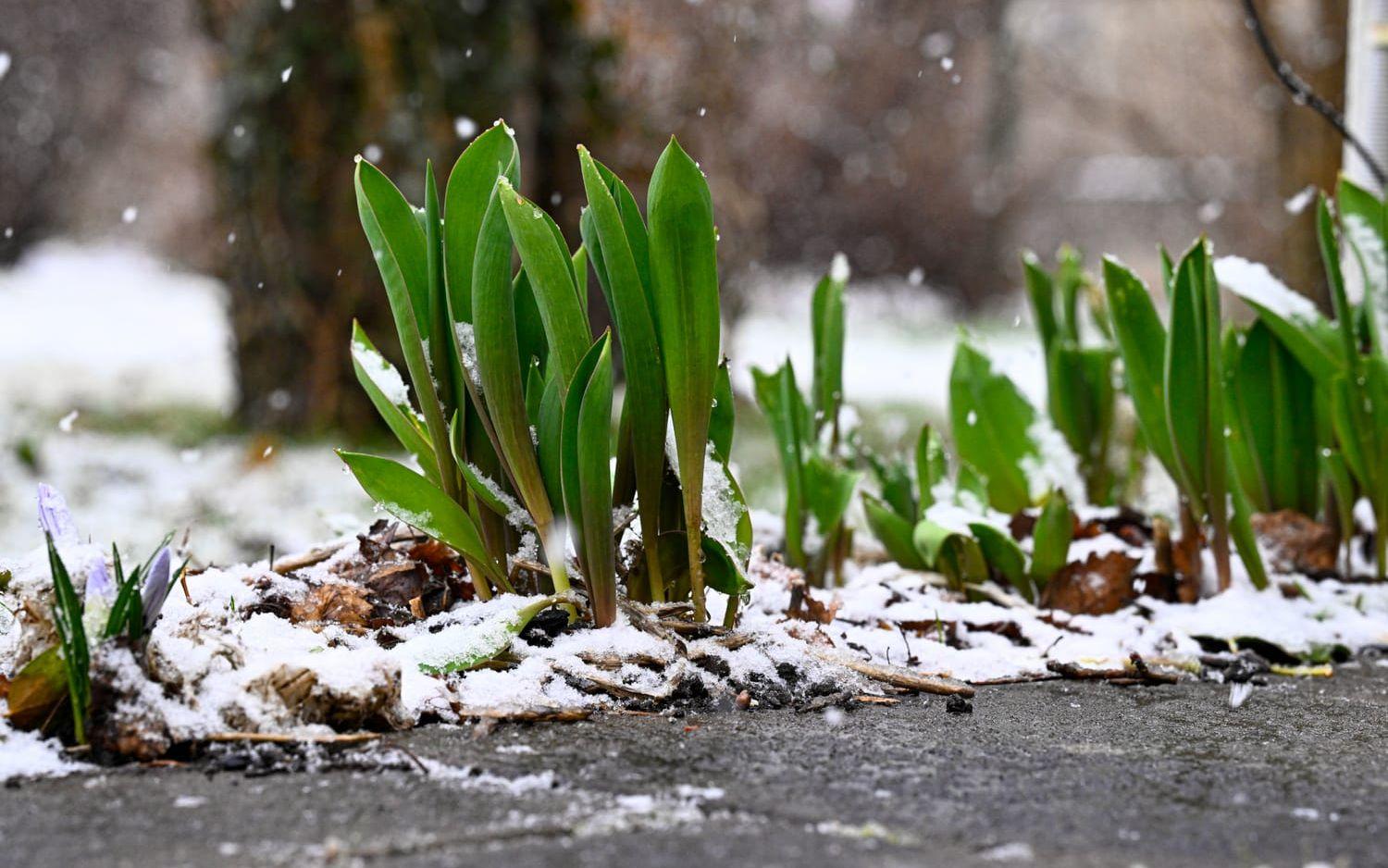 Ett lågtryck kan dra med sig snöblandat regn. Arkivbild.