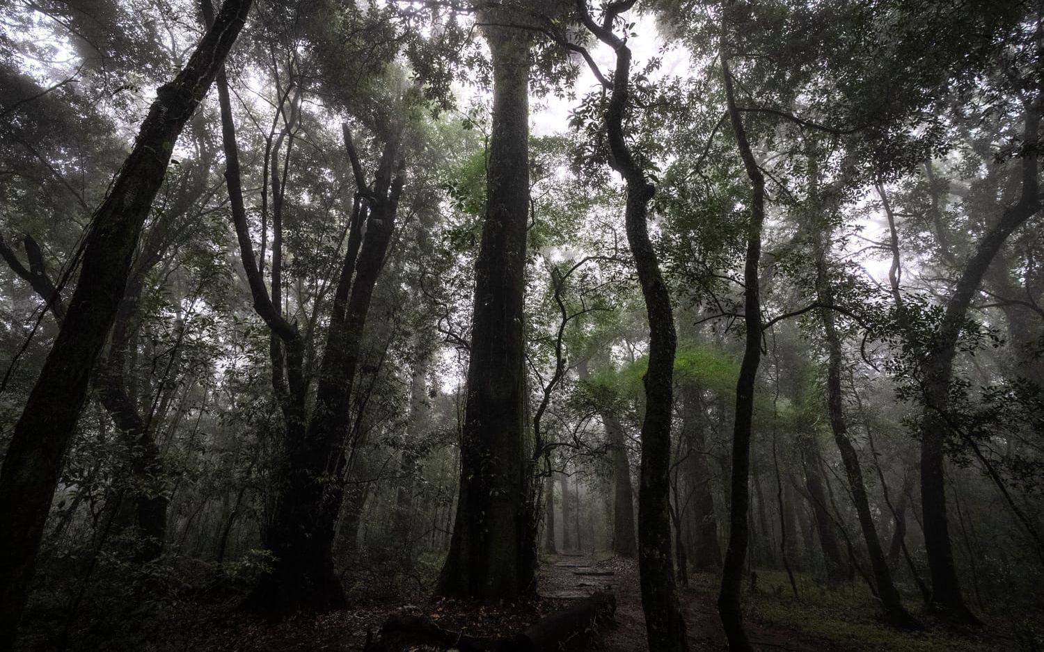 Regnskog i nordöstra Indien. Arkivfoto.