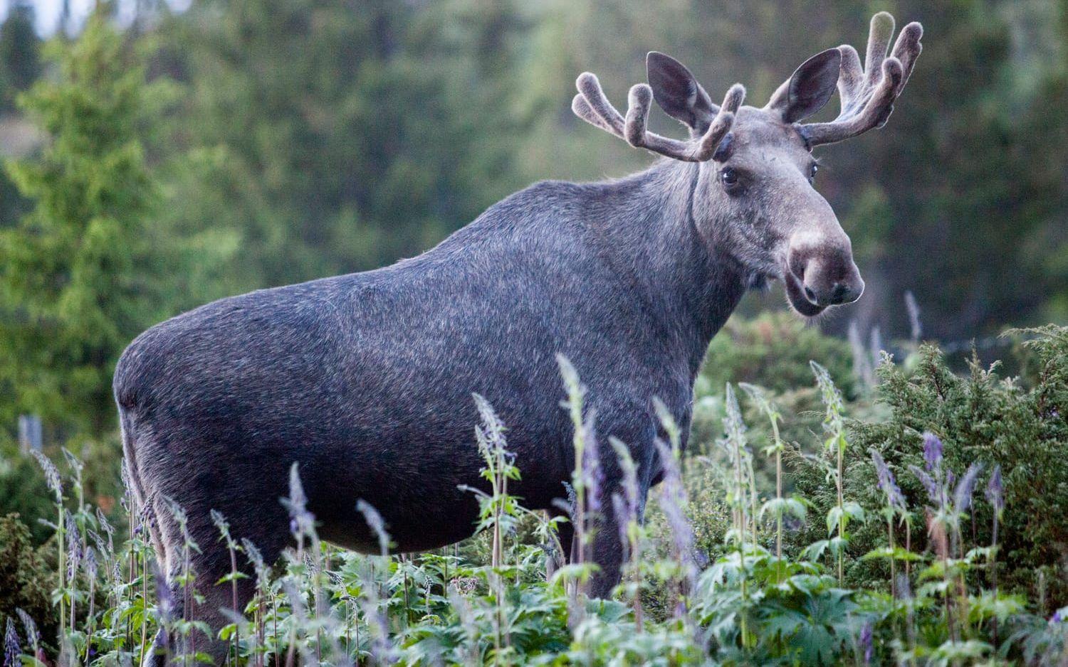 Att följa älgarnas vandring är populärt, även internationellt. Arkivbild.
