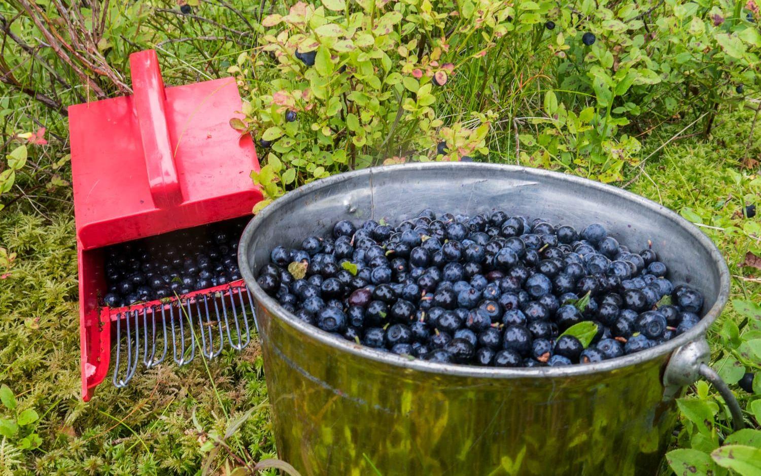 Migrationsdomstolen häver Migrationsverket beslut att neka uppehålls- och arbetstillstånd för utländska bärplockare i Sverige. Arkivbild.