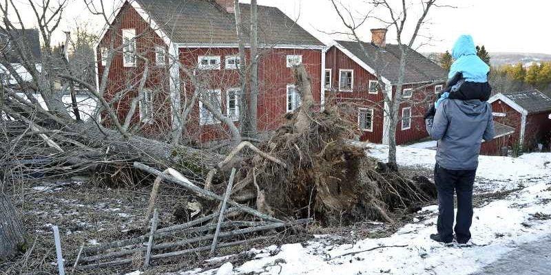 Alnön utanför Sundsvall blev hårt drabbat när stormen Dagmar drog fram med full kraft natten till måndagen med många nedblåsta träd och ledningar som följd.