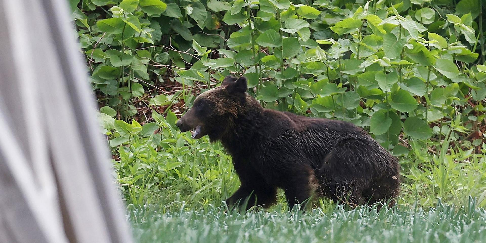 Den vilda brunbjörnen, som skadade fyra personer innan den sköts ihjäl på fredagen, fångad på bild i Sapporo i Hokkaido prefektur i Japan.