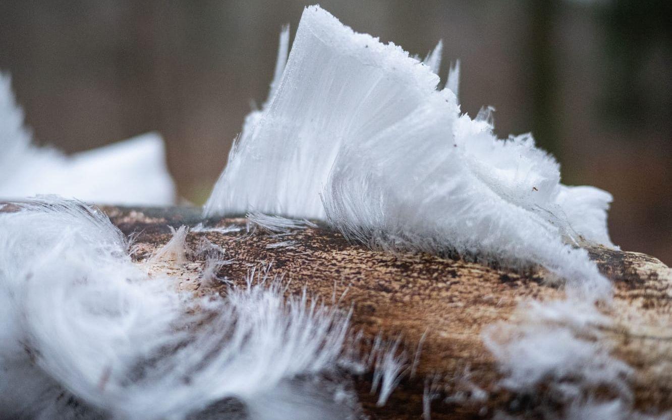 Isen växer ut genom porer i träet när vädret slagit om till strax under noll grader. Då tränger den fukt som sugits upp av trästyckena ut och bildar ”håret”. 
