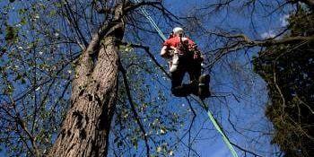 Rob Ironside tar sig upp i trädet med rep. Väl där går han loss på de stora grenarna med motorsågen.