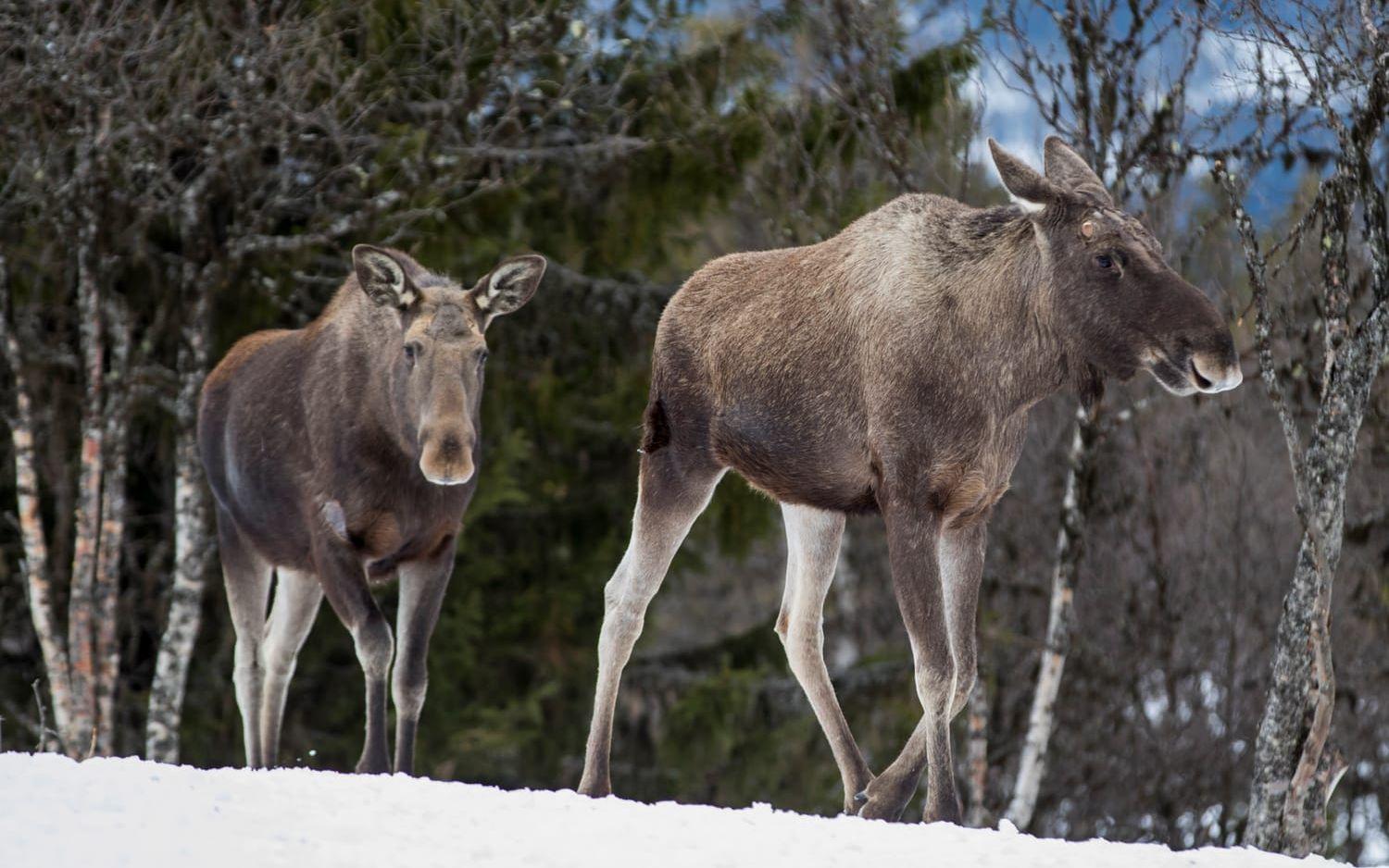 Älgarna har bråttom i Ångermanland. Här är nog andra, norska, älgar. 