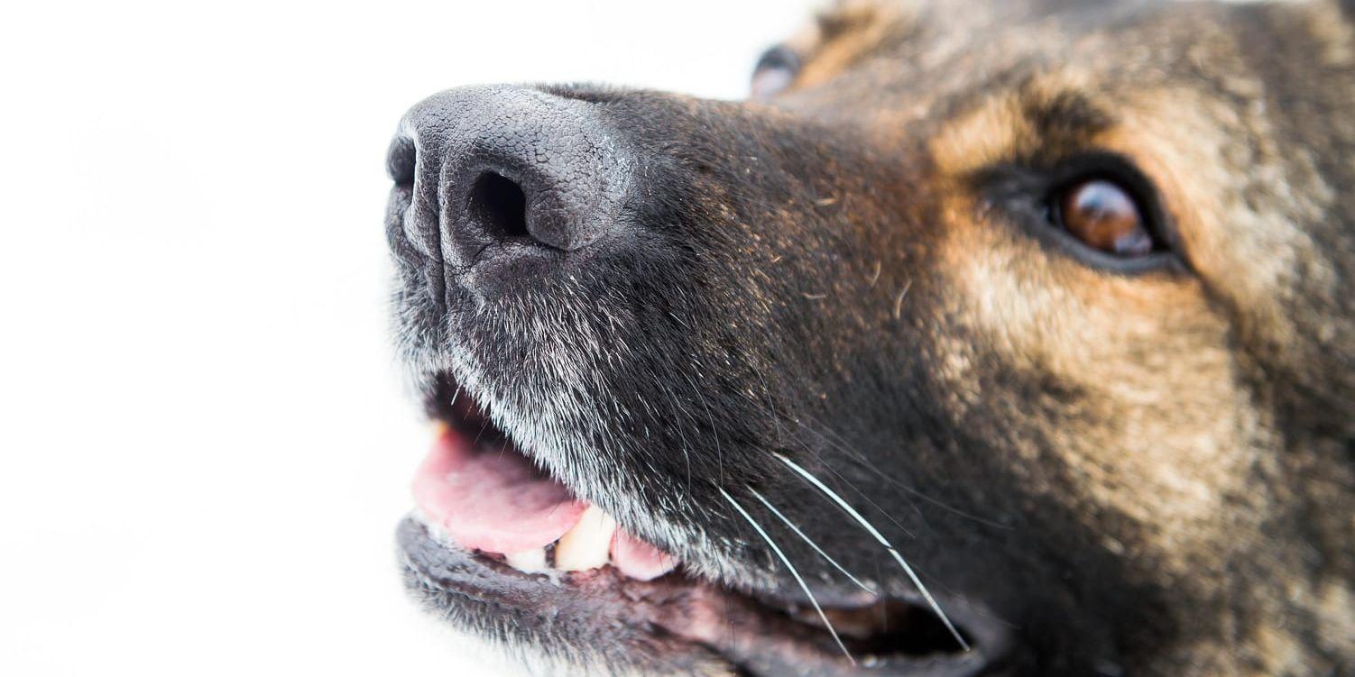 Försvarsmakten har köpt schäferhundar för över 12 miljoner kronor, något som kan ha skett på ett olagligt sätt. Arkivbild.