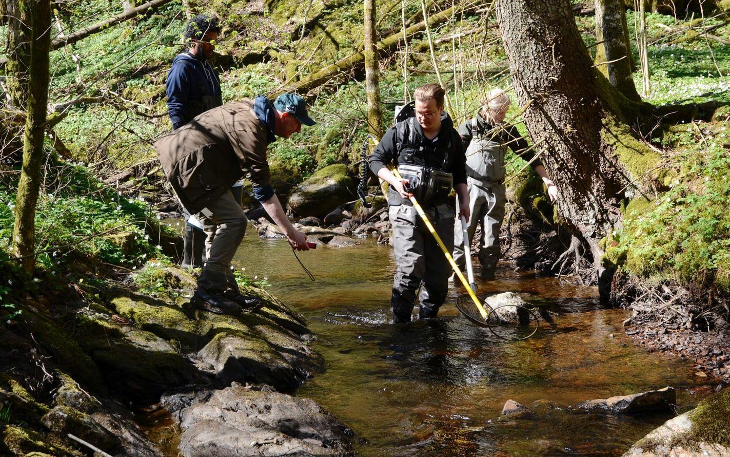 Ramsi Said, Niklas Wengström, Rickard Edvinsson och Elias Källman plockar upp öring för att se om de infekterats med flodpärlmusslans larver. Bild: Karina Hansson