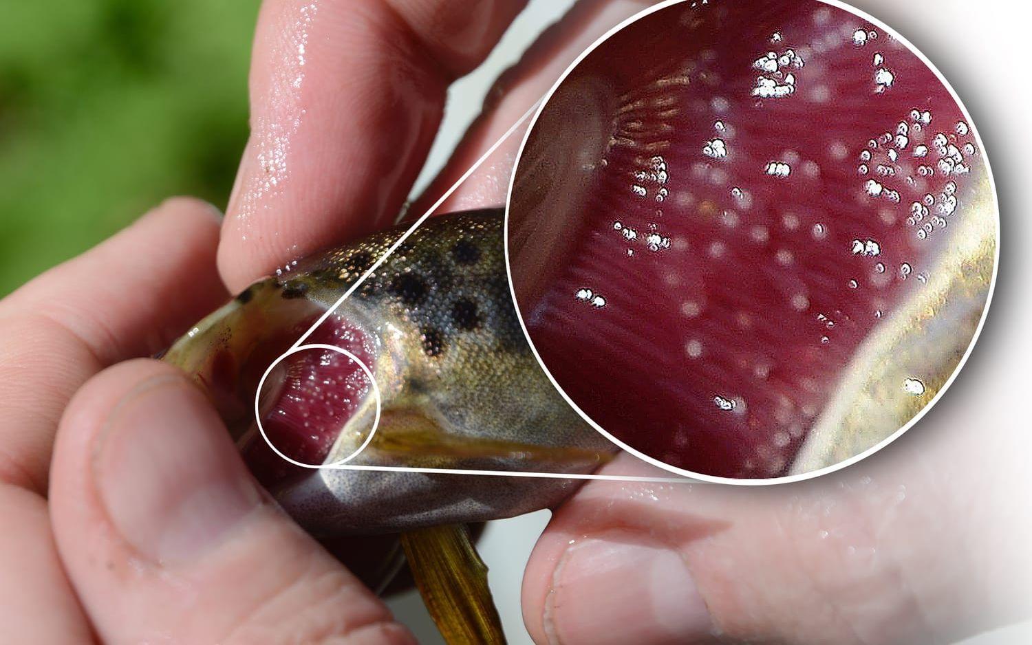 "En succé". Flodpärlmusslans larver har tagit sig in i gälarna på en öring. Där lever de i tio månader och utvecklas till musslor. Bild: Karina Hansson