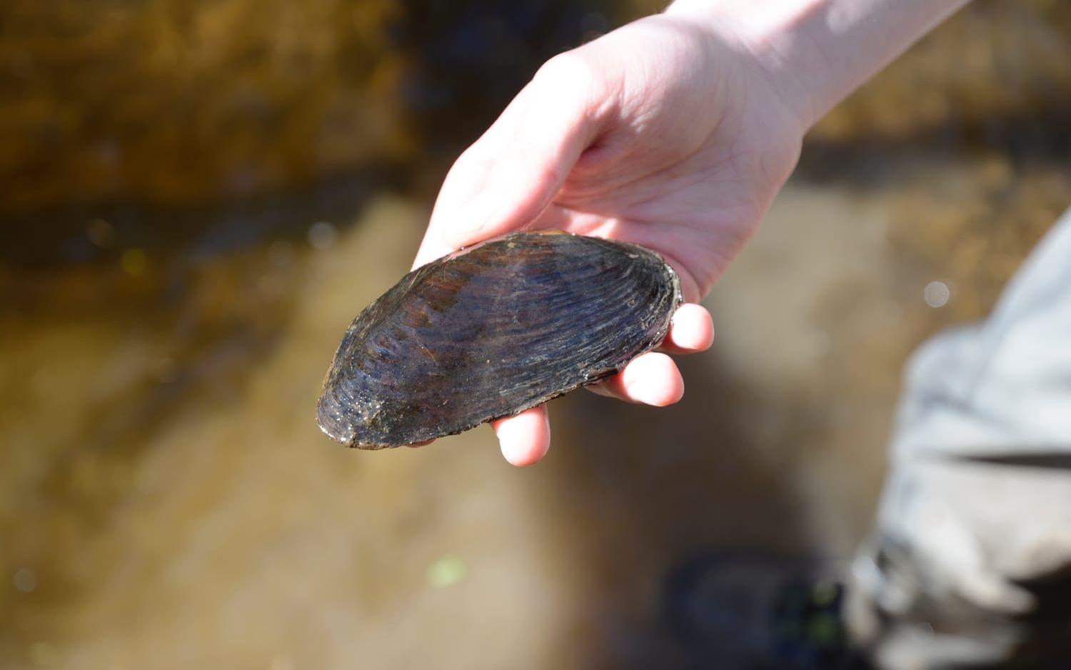 Alla de flyttade flodpärlmusslorna är kvar. Här syns en vuxen mussla på ungefär 5 centimeter. Bild: Karina Hansson