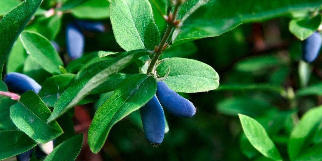 Blåbärstryns bär påminner om vanliga blåbär, men har en melonliknande karaktär.