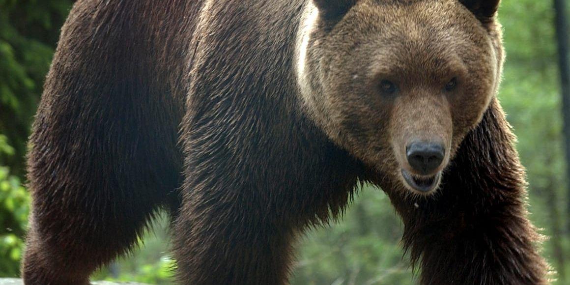 En björn fick avlivas efter en krock med bil. Dock inte den här björnen. Arkivbild.