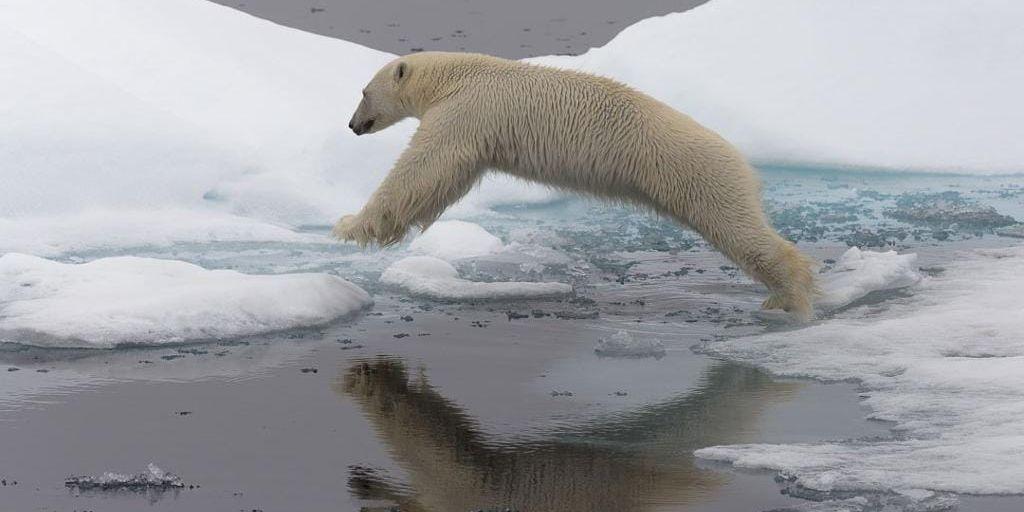 Isbjörnen är sårbar for klimatförändringar i Arktis, men de forskare som följer björnarna på Svalbard konstaterar att djuren där ser ut att vara i god form.
