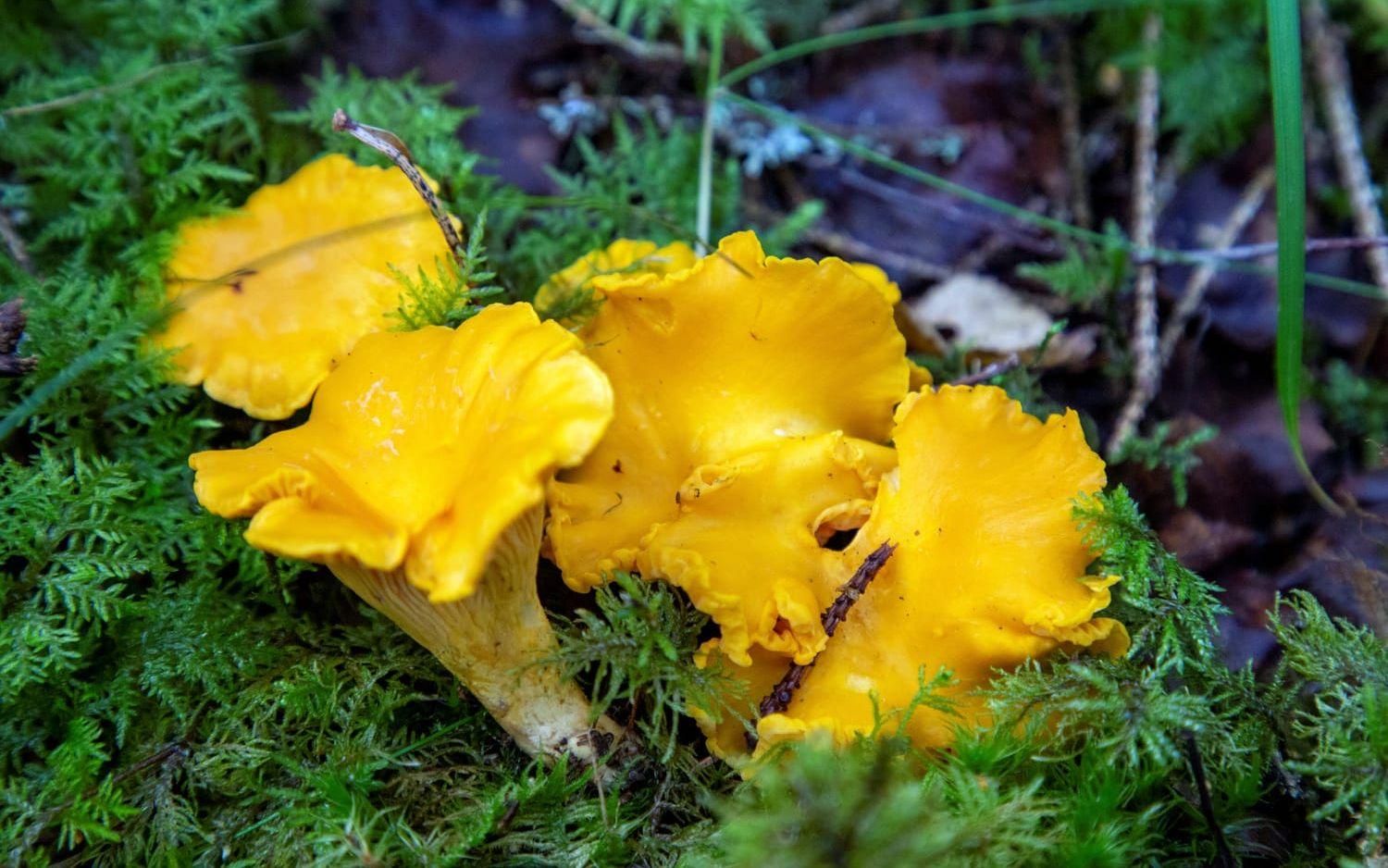 Redan vid midsommar kan man kantareller i skogen. Arkivbild.