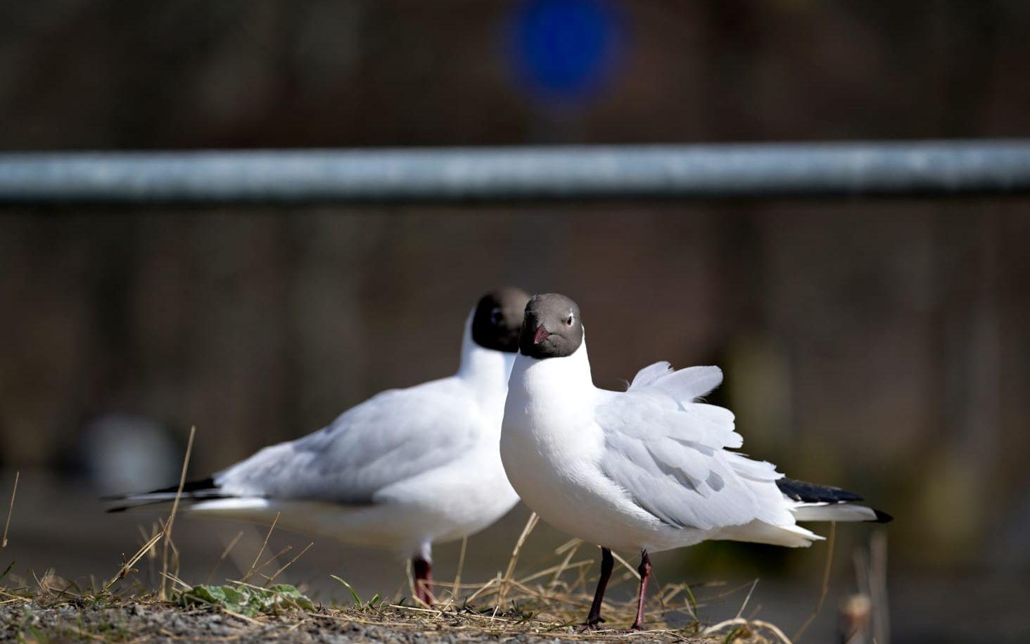 Skrattmåsar på flera håll i Stockholmsområdet har den senaste tiden drabbats av fågelinfluensa.