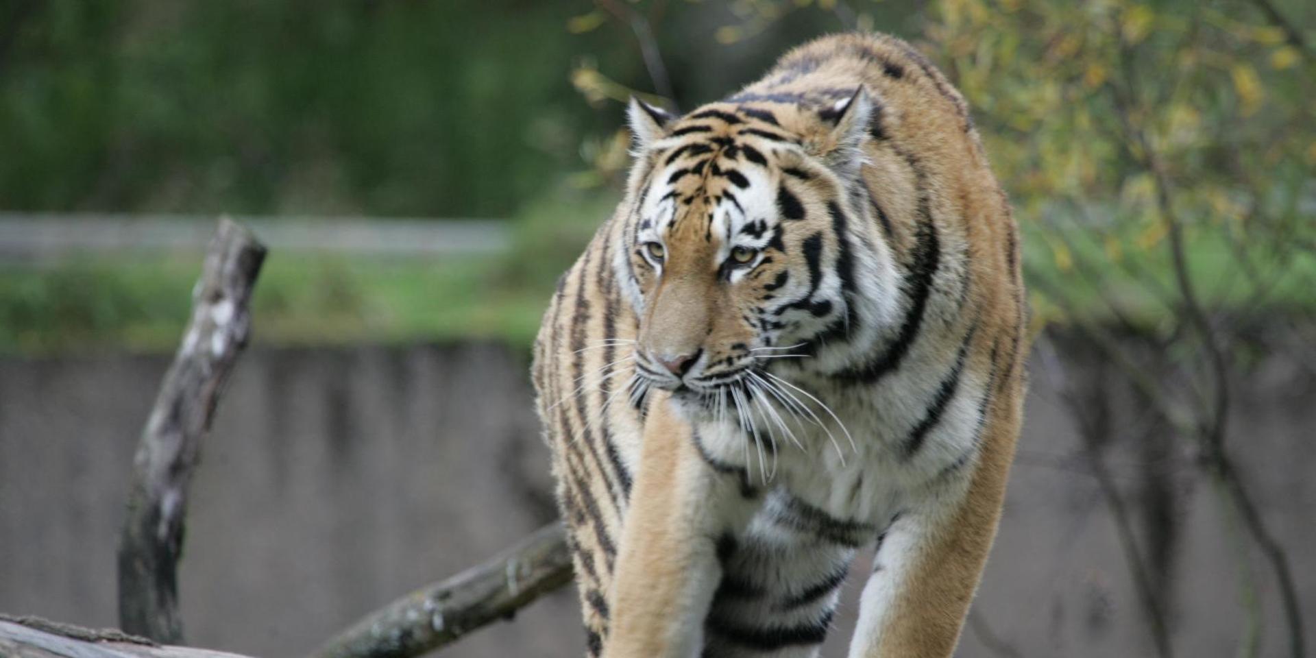Corona på djurpark, tigrar och lejon sjuka i covid-19.