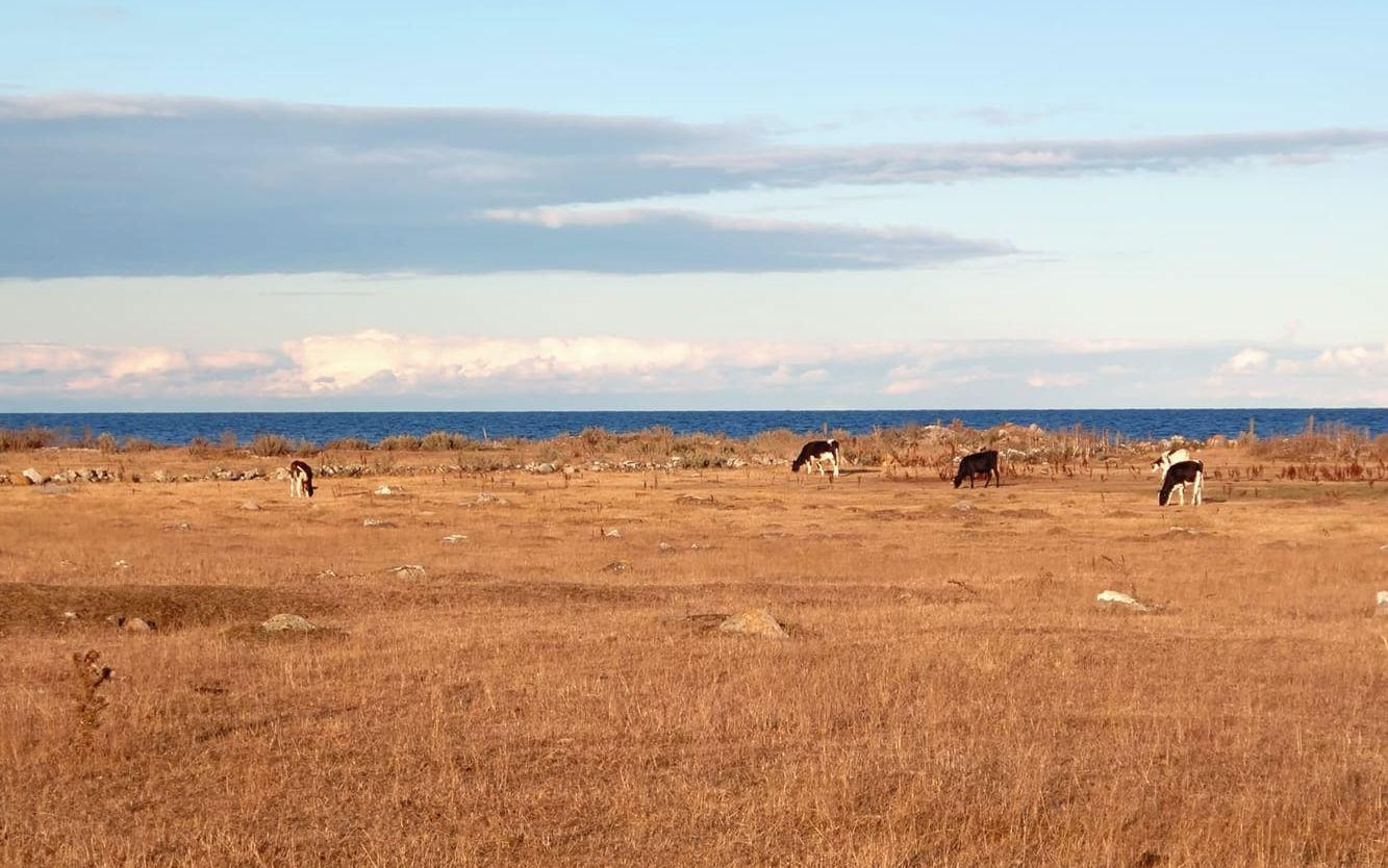 Södra Ölands odlingslandskap drabbas hårt av snöfria vintrar som ger torka om sommaren.