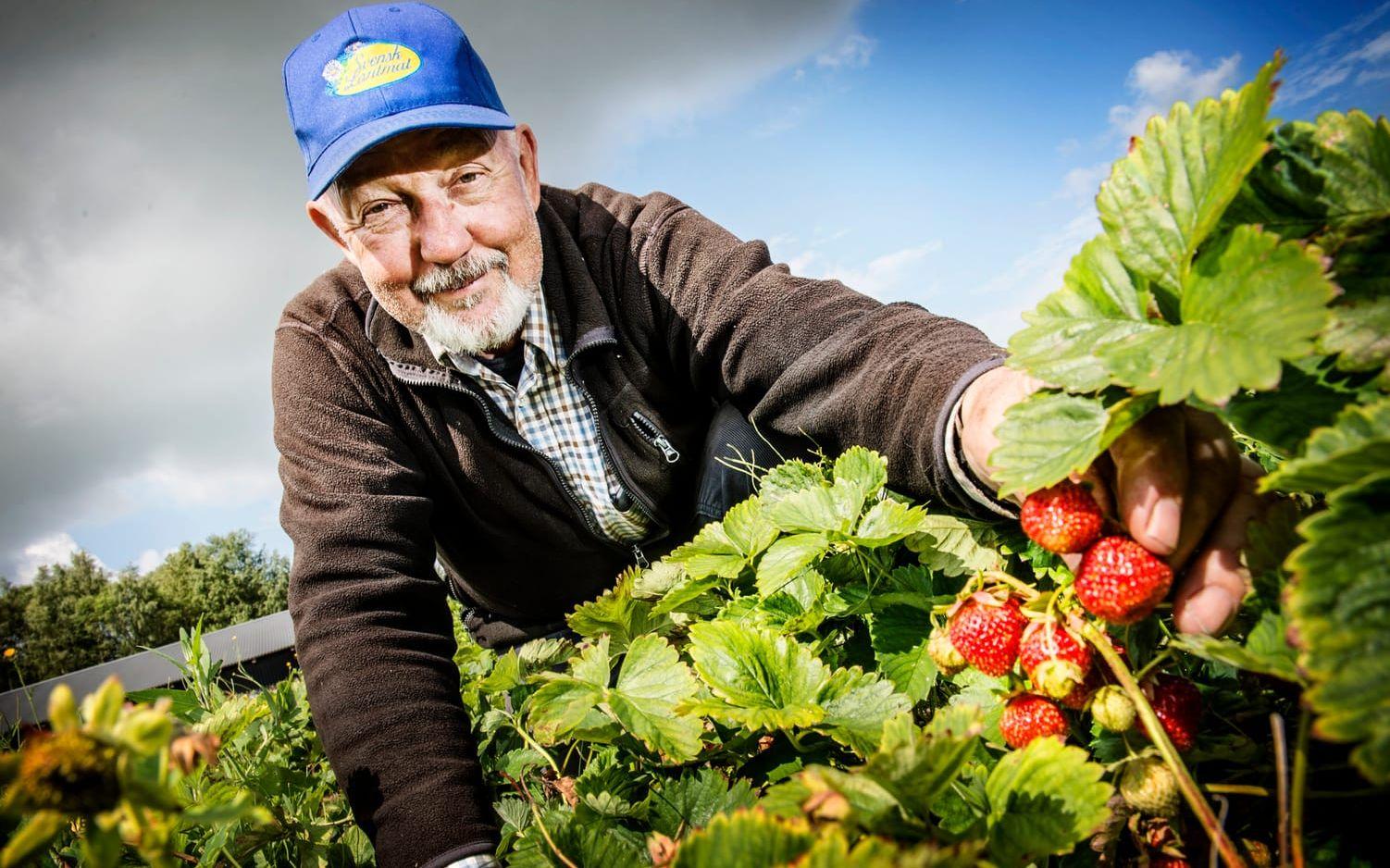 Bernhard Hertzman har odlat jordgubbar i Säve sedan 1982. Bilder: Jenny Ingemarsson