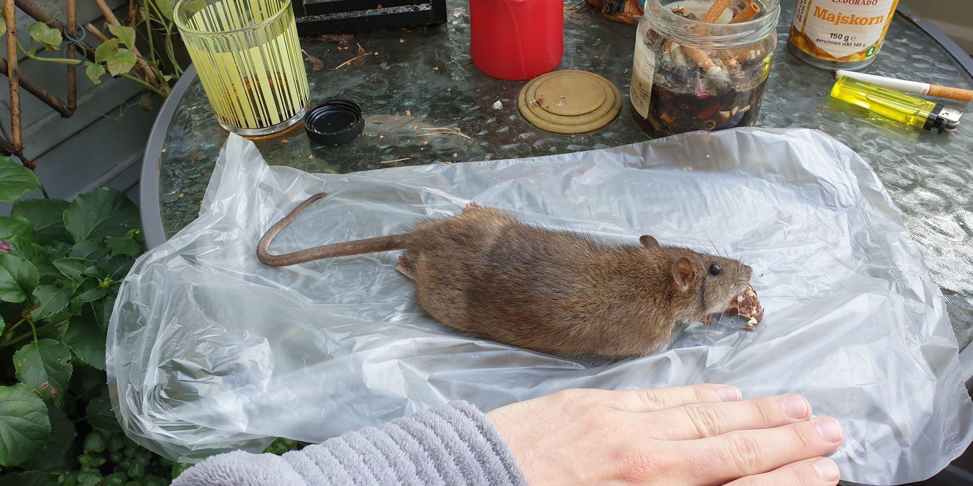 En av de råttor som Marcus Karlsson har hittat på sin balkong 
