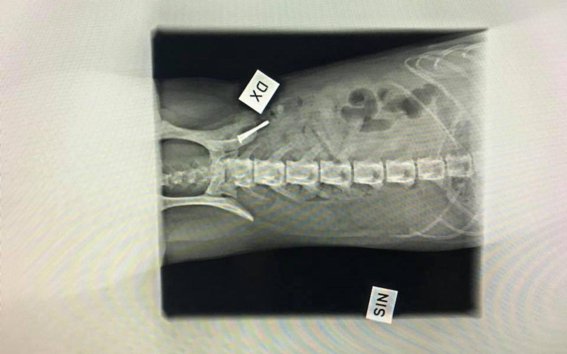 När Stella kom till djurkliniken och röntgades visade det sig att spikarna satt fast i hundens tarm. 