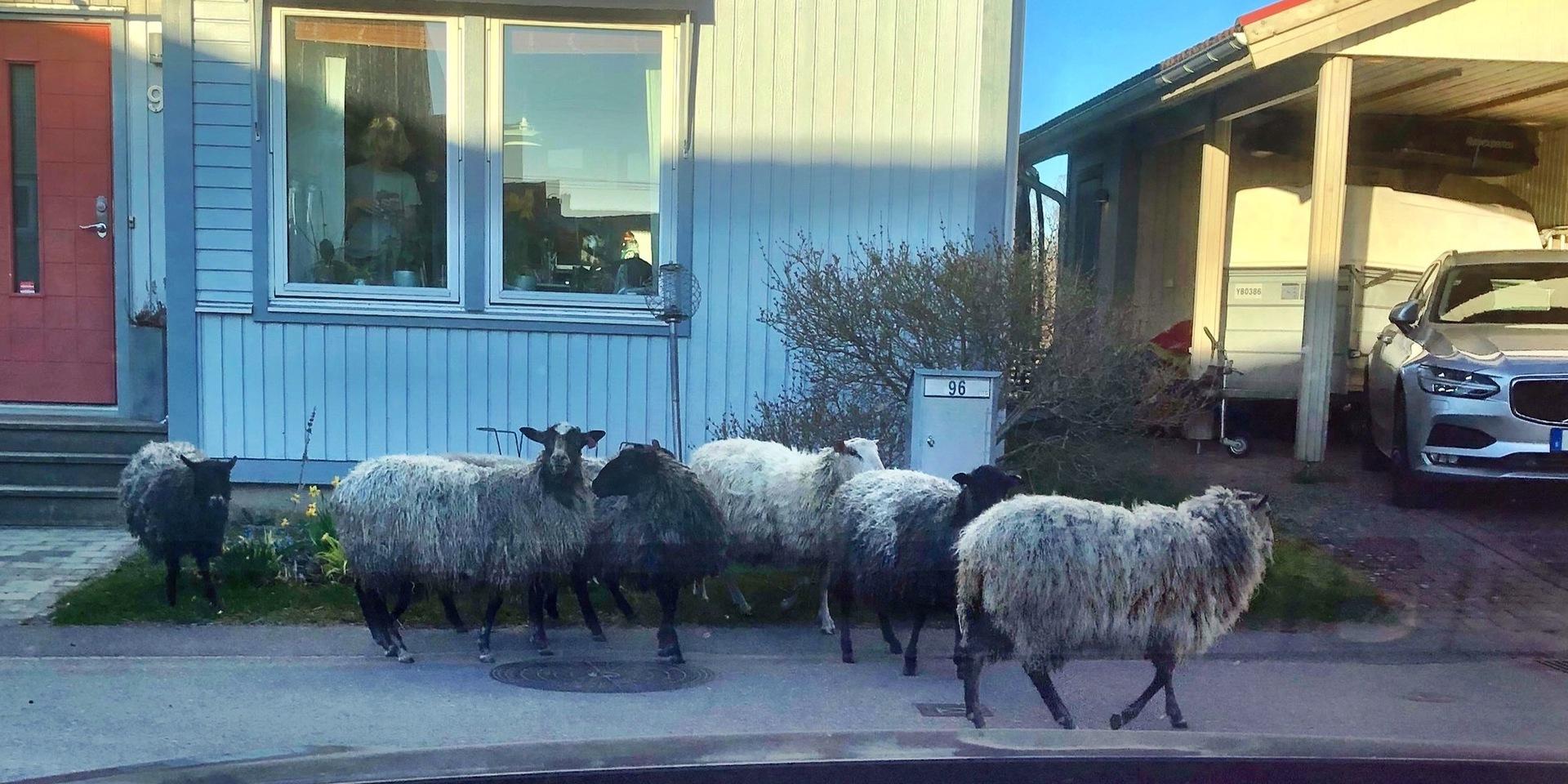 På torsdagsmorgonen fick Tuleboborna oväntat besök när en fårskock rörde sig i grupp i området. 