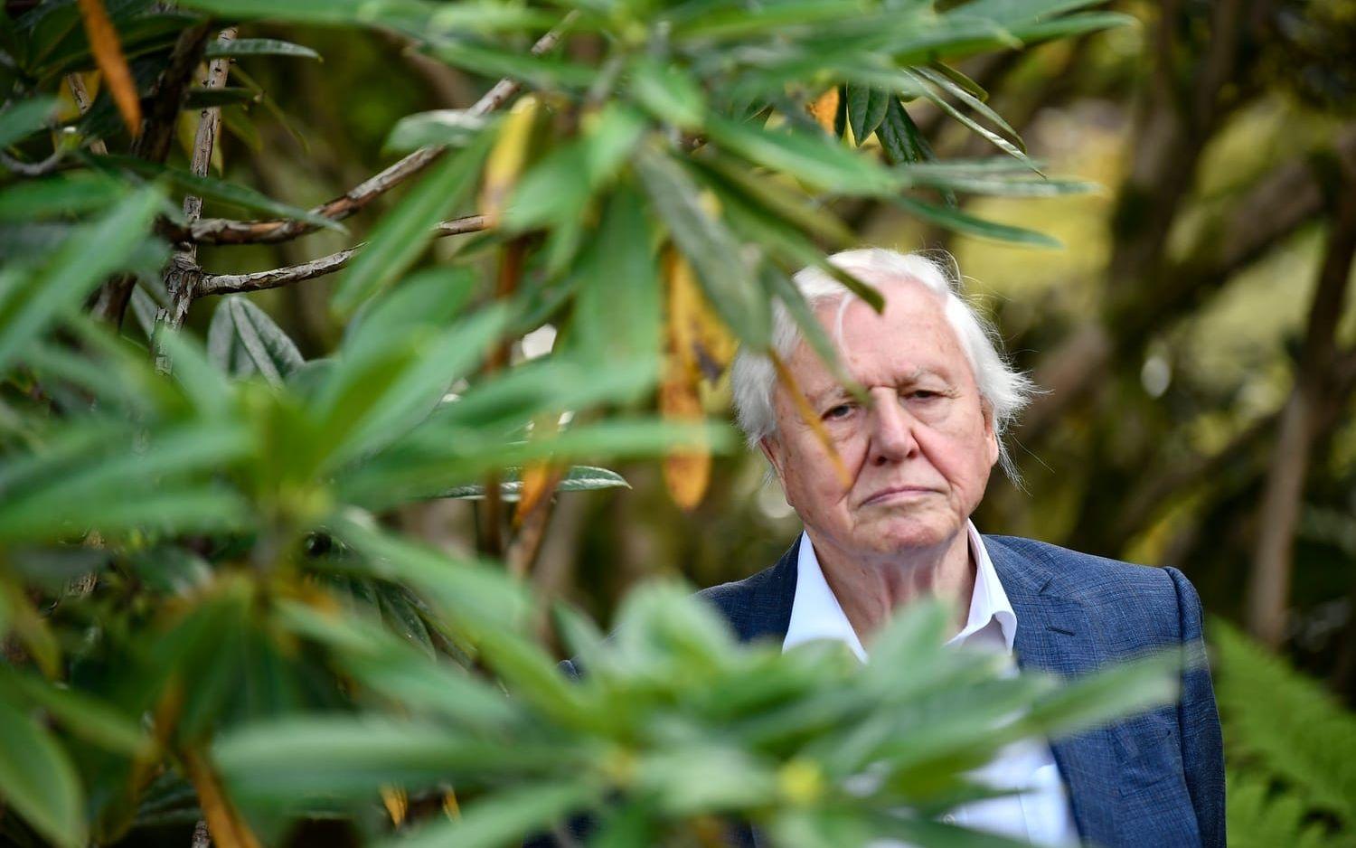 Sir David Attenborough. Arkivbild.