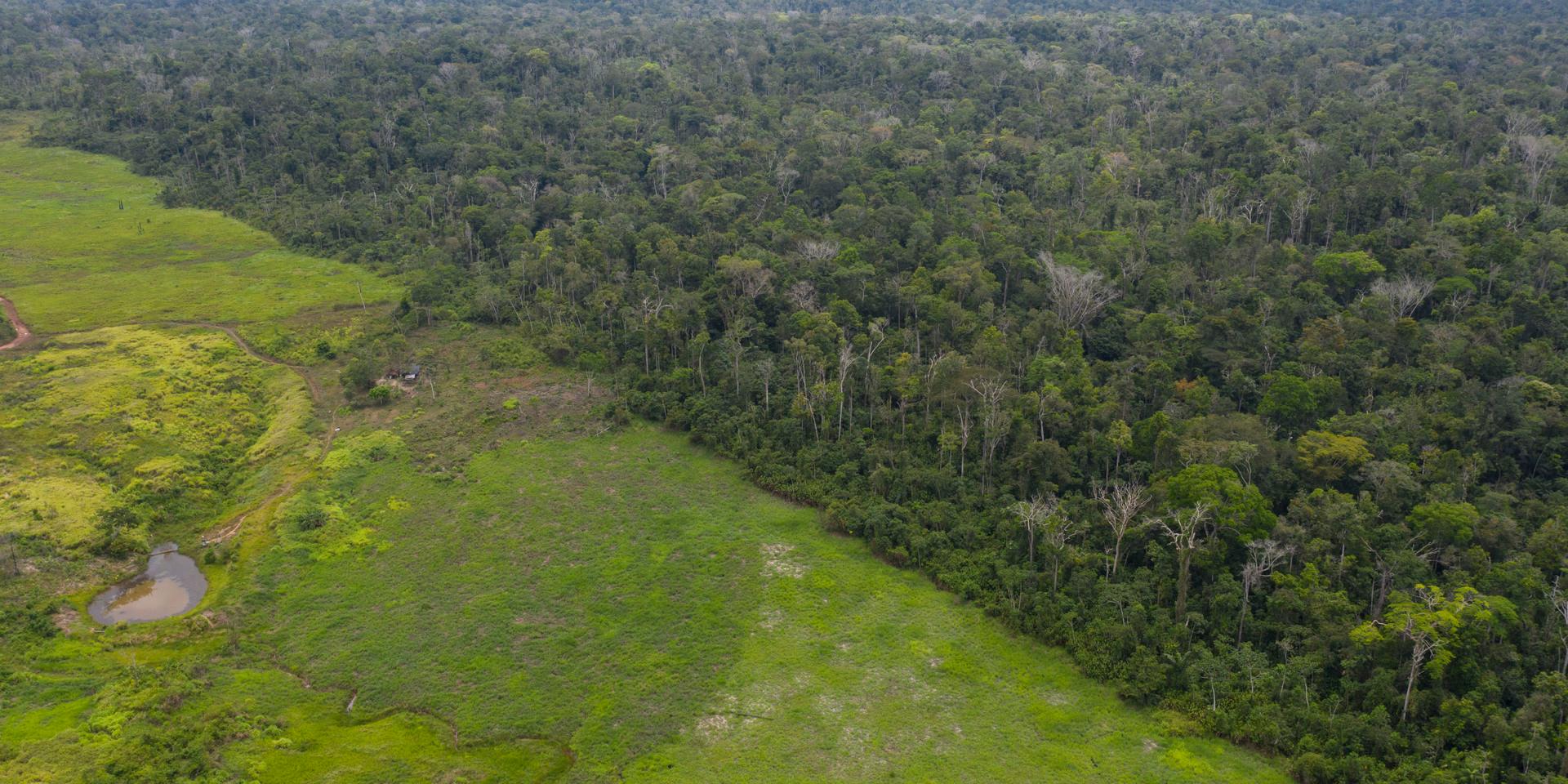 Avskogningen av Amazonas regnskog är omfattande. Här syns den skarpa gränsen mellan regnskog och avskogat område som används till boskapsrancher. Arkivbild.