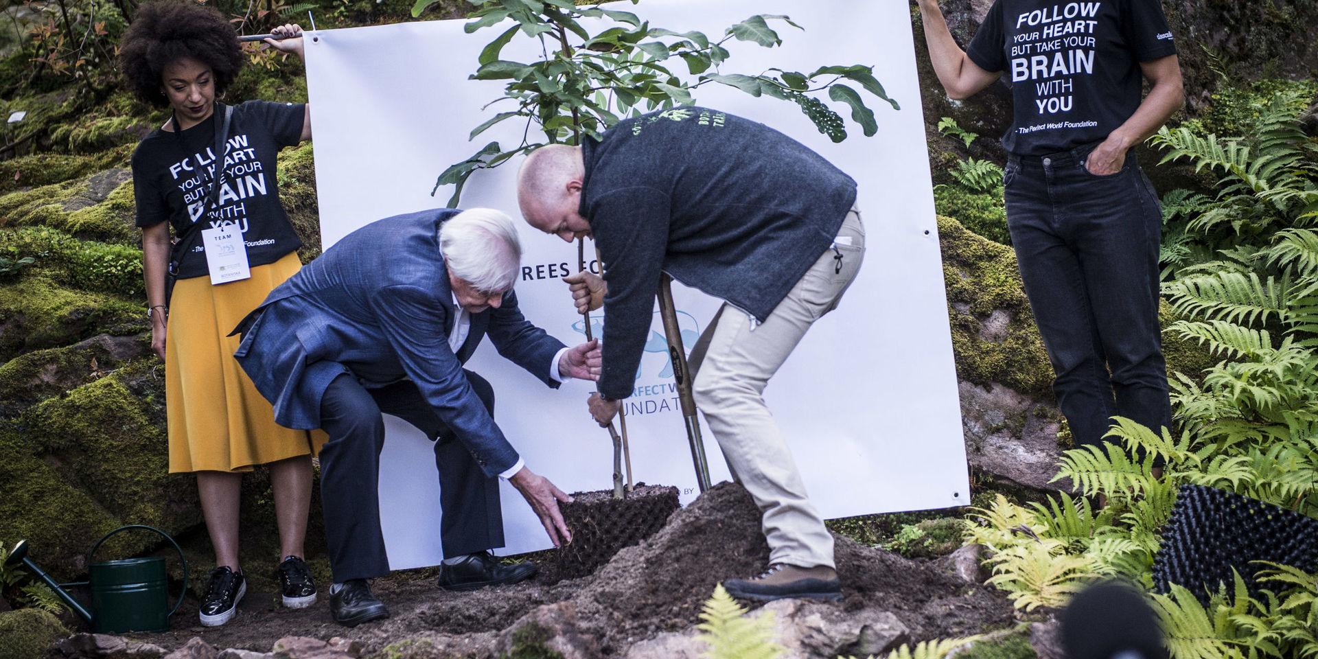 Planterar ett träd. David Attenborough planterar en röd magnolia i Botaniska trädgården, september 2018.