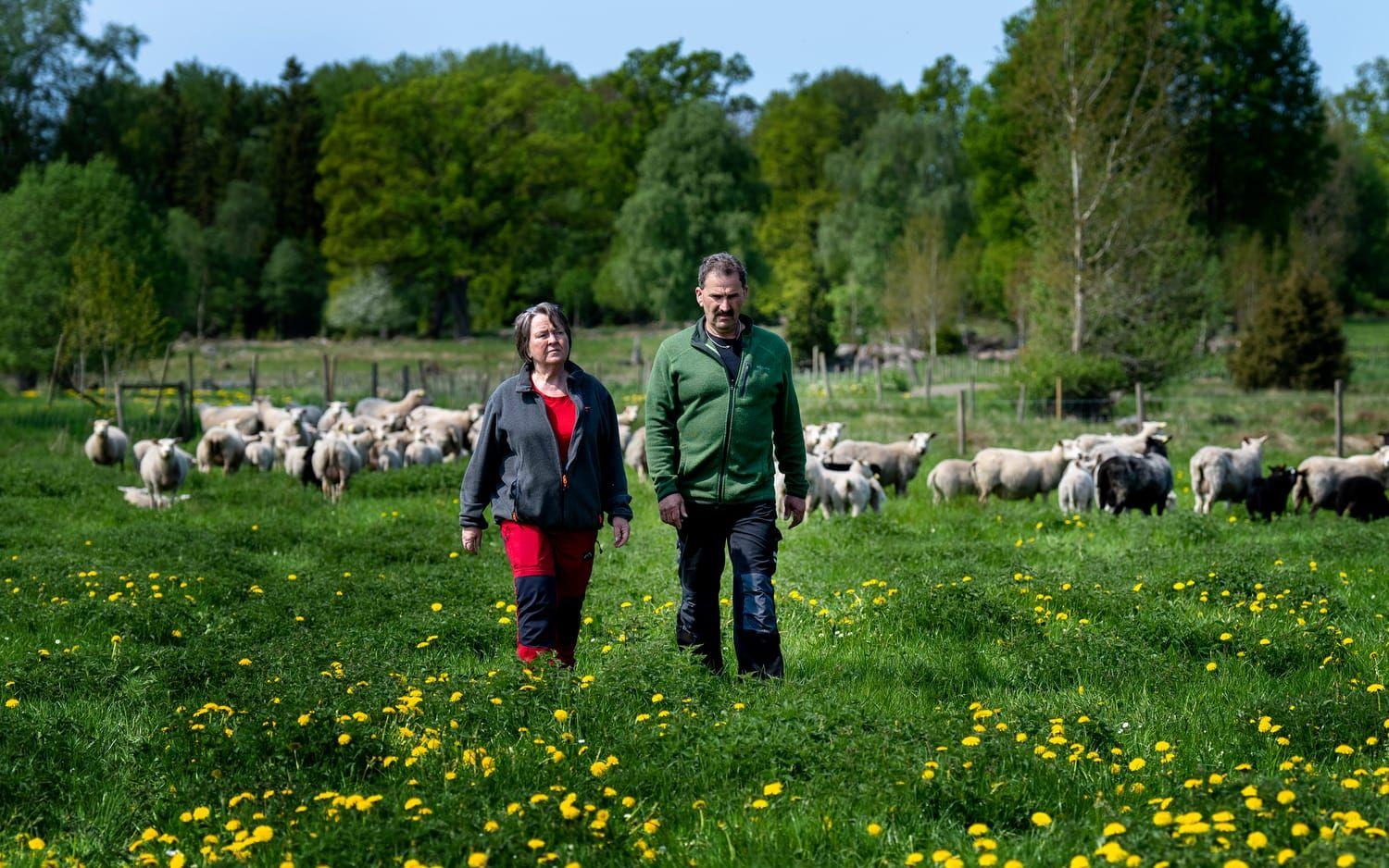 Einar de Wit och Marie Augustsson-de Wit förlorade 26 får i vargattacken förra veckan.
