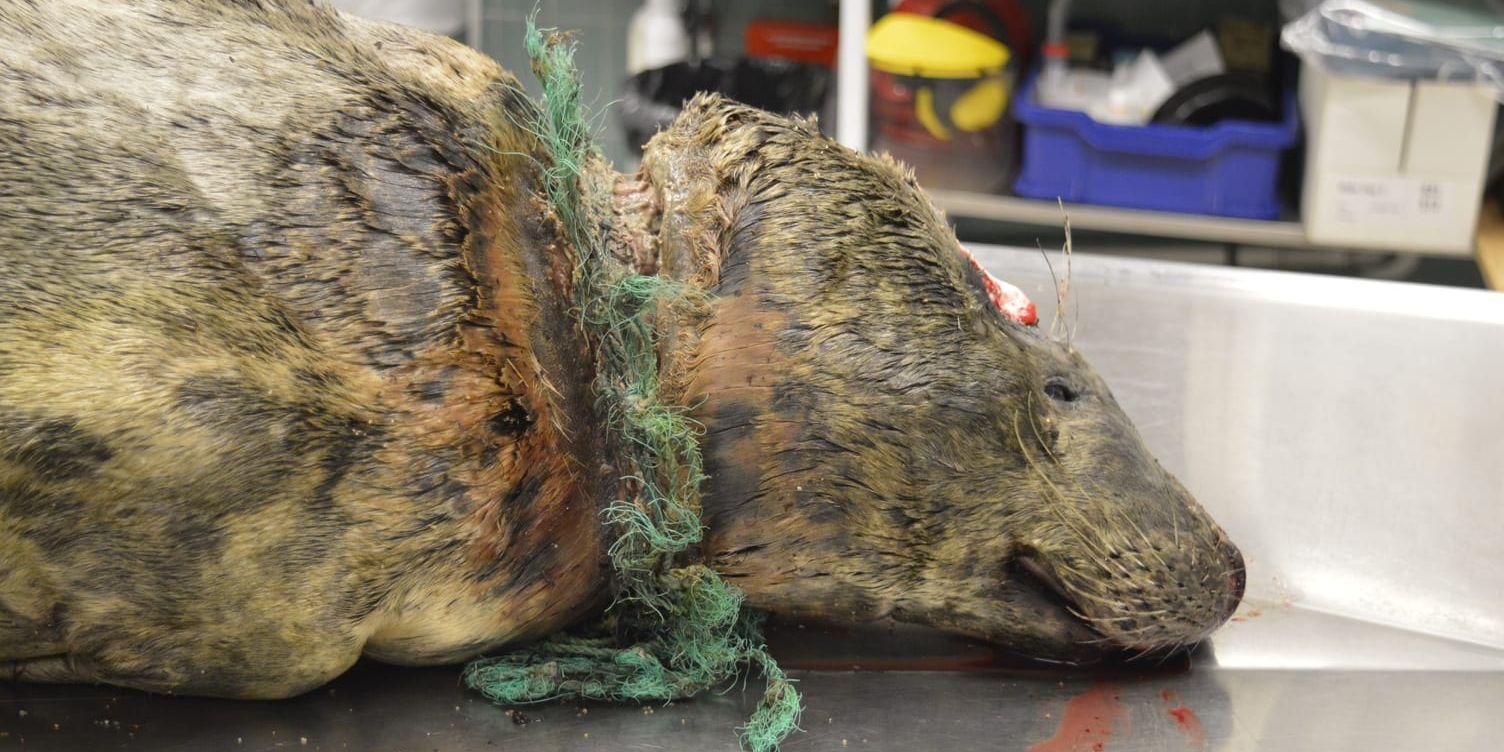 Skräpet i havet är förödande för djur. Denna gråsäl fick avlivas efter att ha hittats utmärglad på en strand i Skåne. Bild: Naturhistoriska riksmuseet