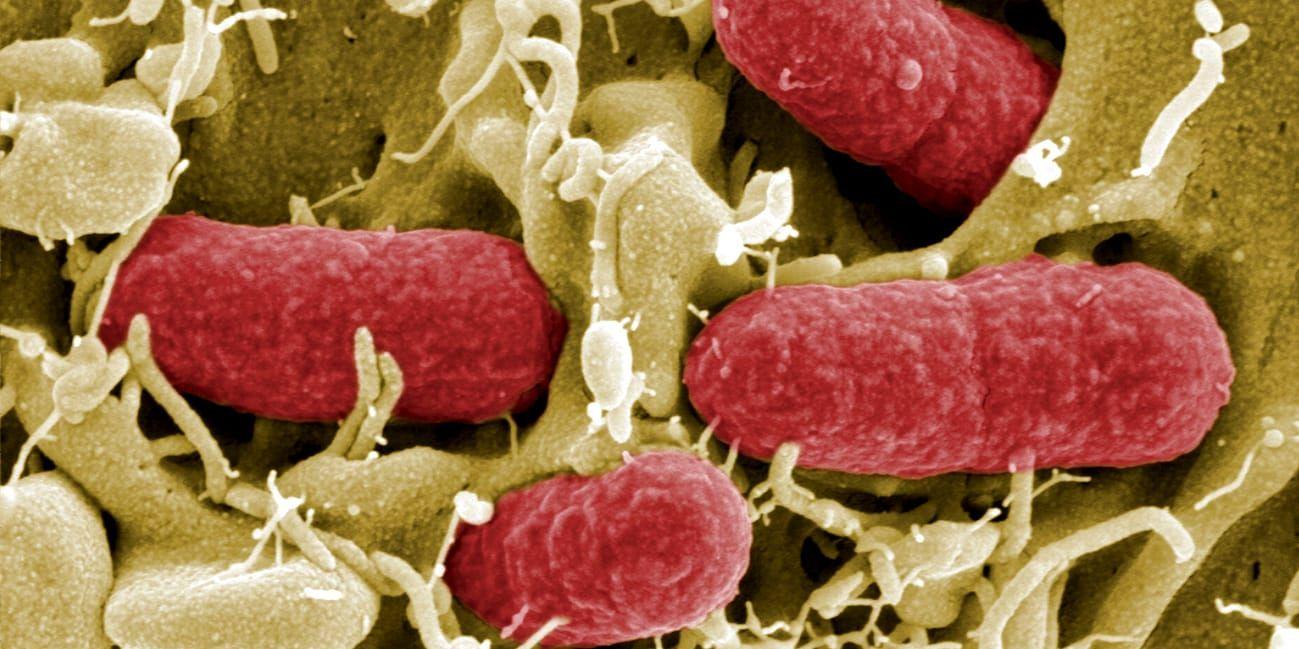 EHEC-bakterien kan orsaka blodiga diarréer.