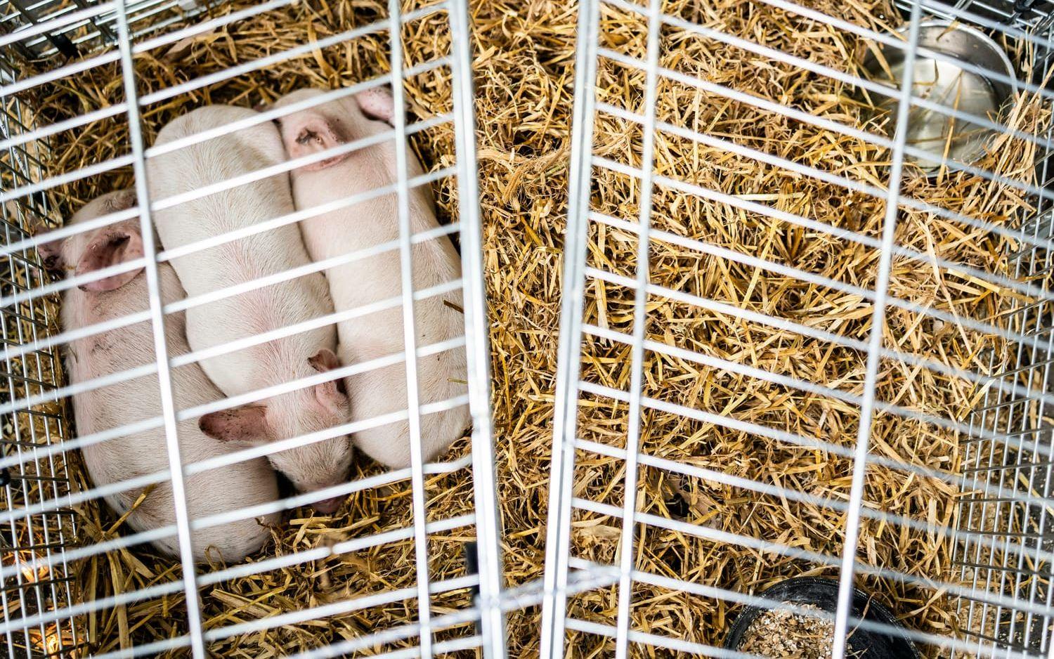 'And now you care' är namnet på konstnären Marco Evaristtis kontroversiella konstprojekt. Nu har någon stulit grisarna.