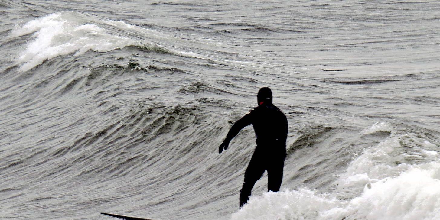  Surfaren. Het höstsurf i kallt vatten vid ett öde Sandhammaren. 