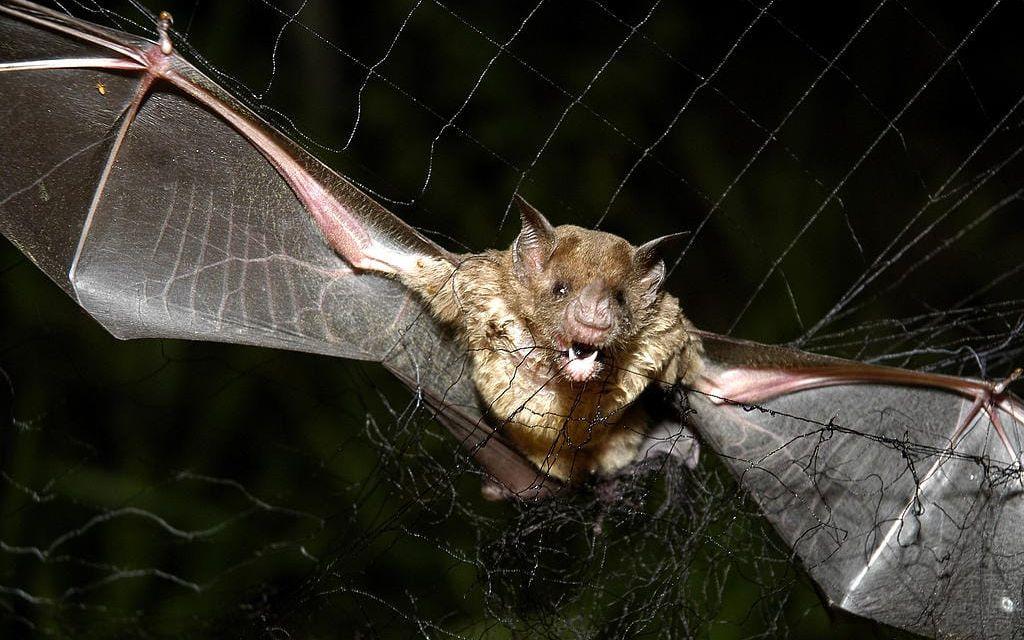 En vampyrfladdermus i nordöstra Amazonas i Brasilien. Skogsskövlingen gör att rabiessmittade fladdermöss lämnar sin naturliga omgivning och sprider sig i norra Brasilien. Bild: TT/Pressens bild (Arkiv)