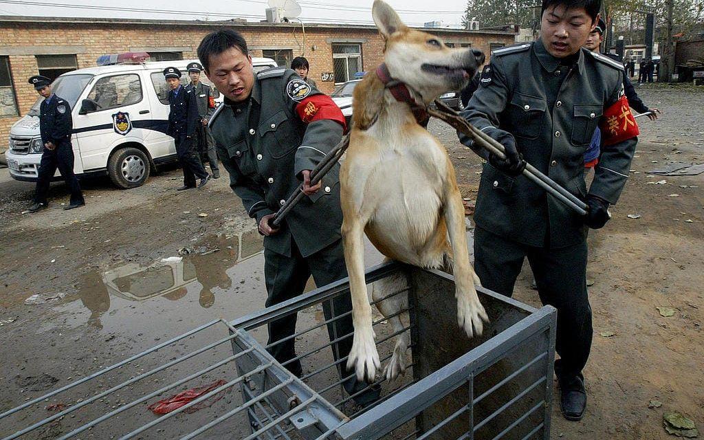 Säkerhetspersonal fångar in en lösdrivande hund som fångats in i Peking i en ökad satsning mot rabies. Bild. AP Photo/TT (Arkiv)