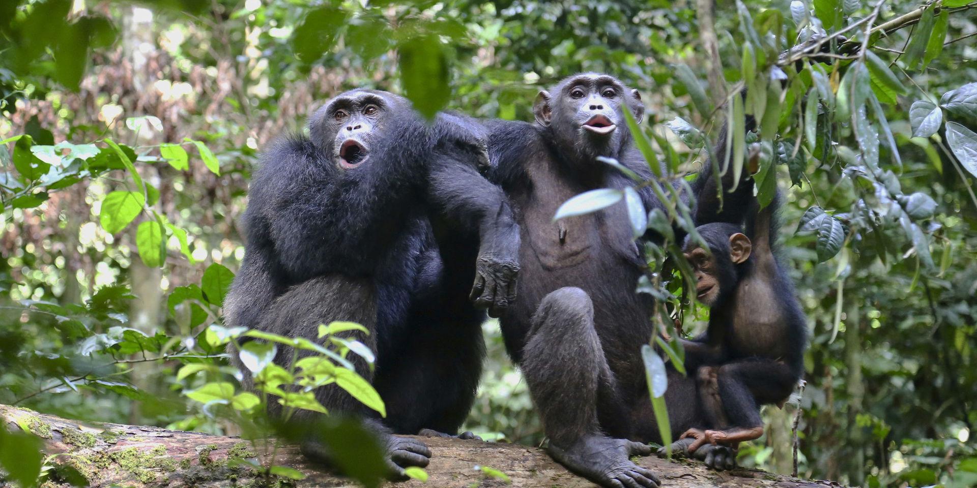 Chimpanser kan röra sig rytmiskt till musik. Chimpanserna på bilden har inget med den aktuella studien att göra. Arkivbild.