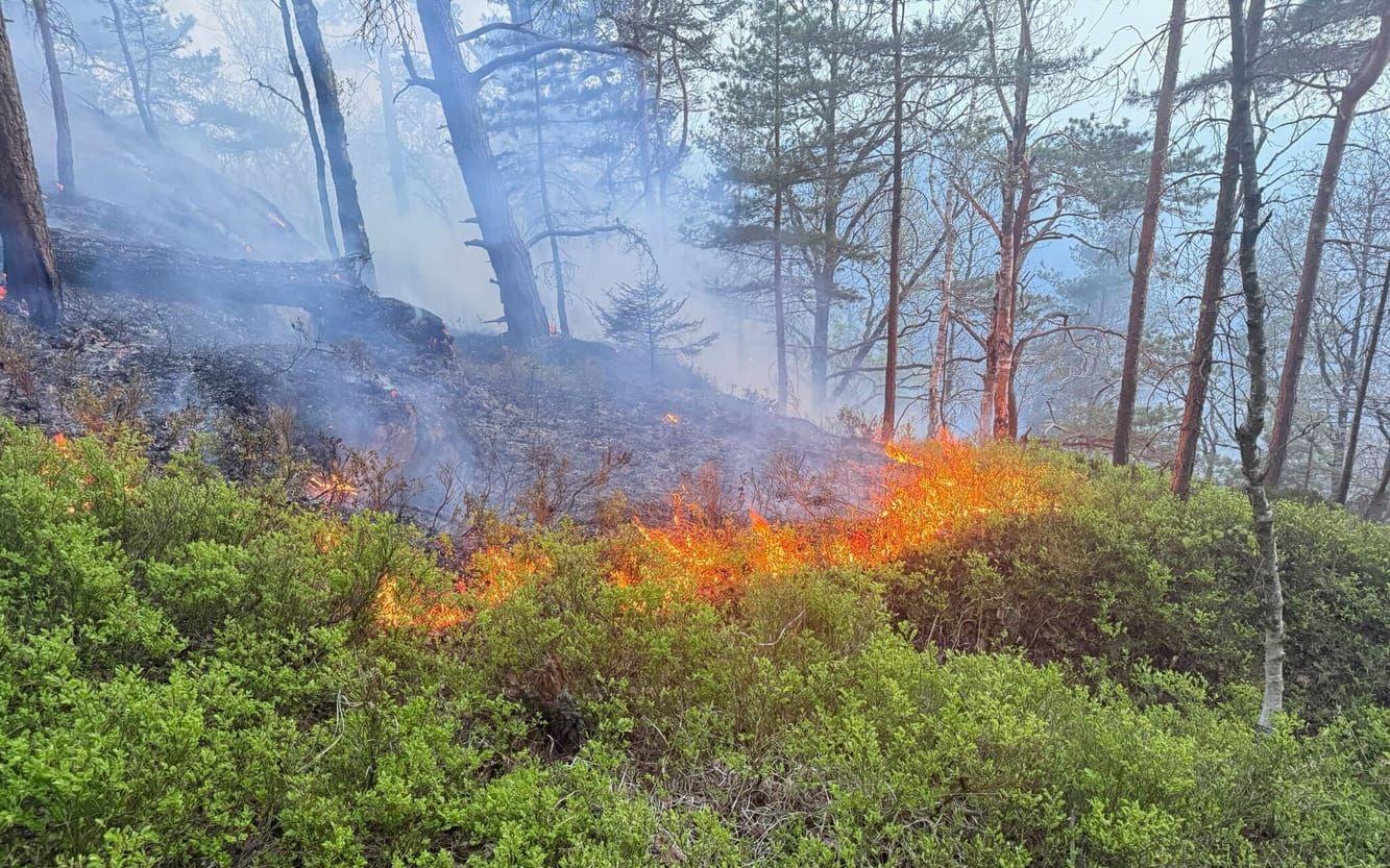 19 hektar skog brinner i Delsjöområdet – räddningstjänsten avvaktar med aktiv släckning på grund av farlig terräng — image 4