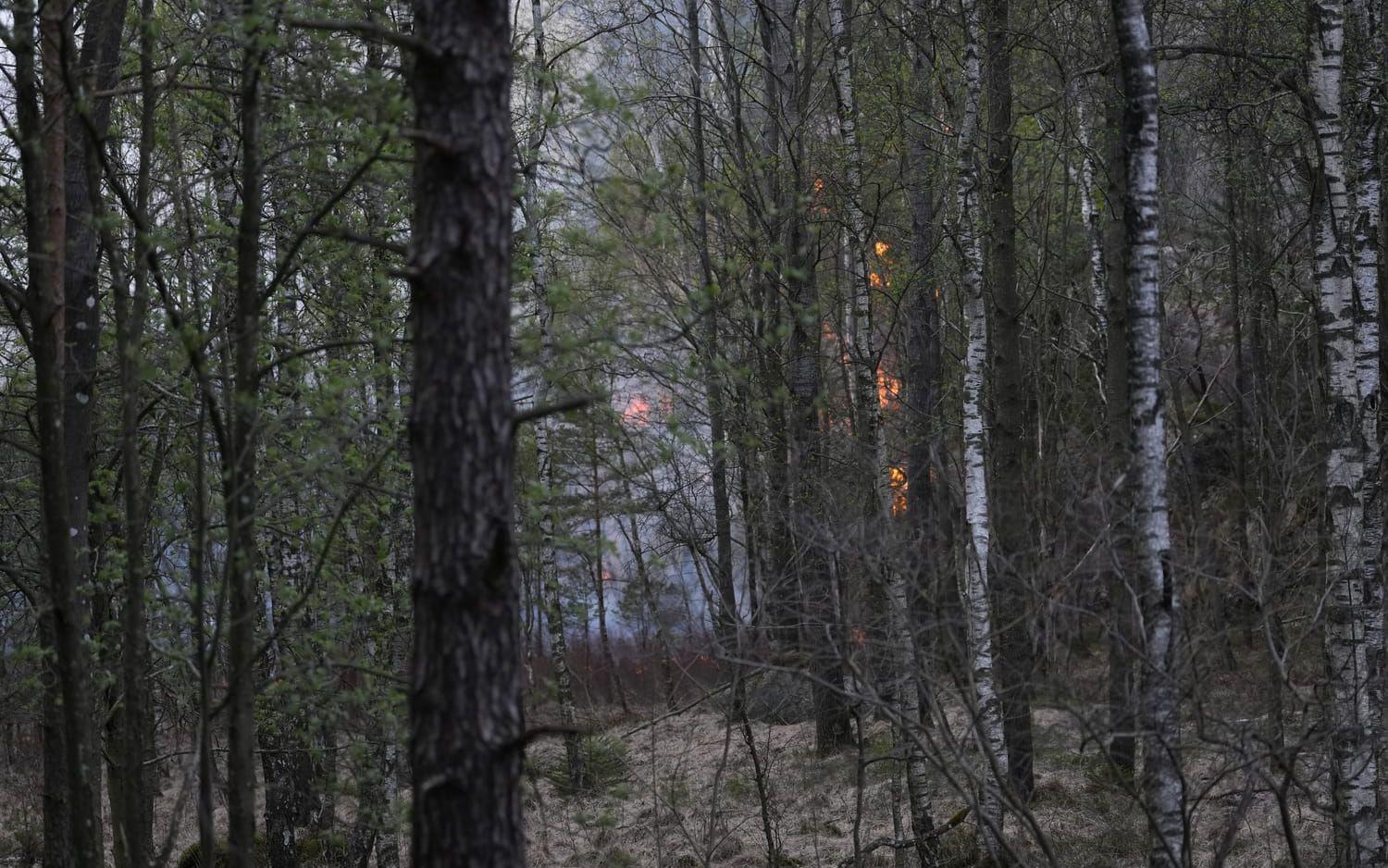 19 hektar skog brinner i Delsjöområdet – räddningstjänsten avvaktar med aktiv släckning på grund av farlig terräng — image 6