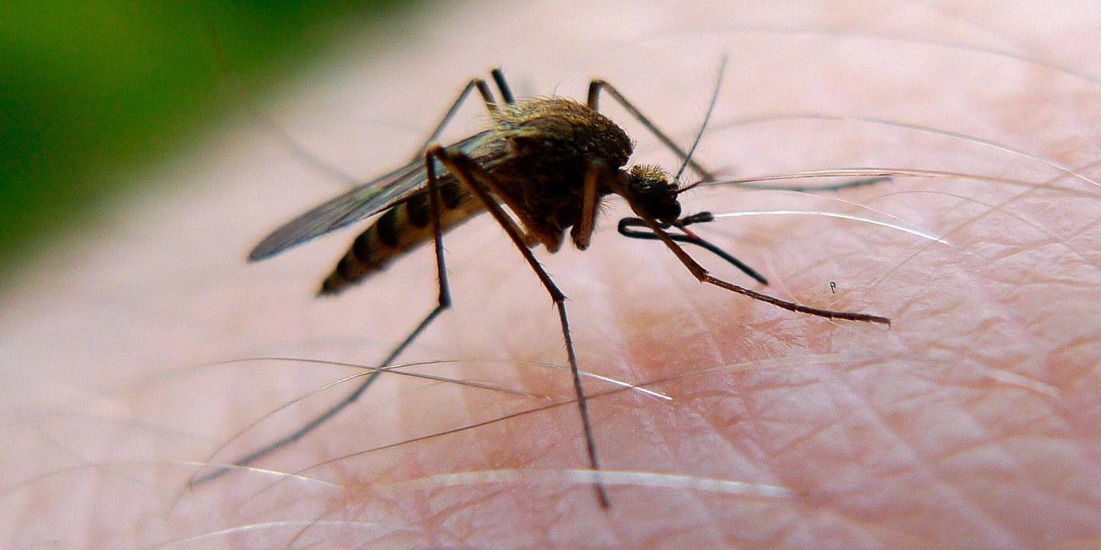 Nu pågår SVA:s nya mygginitiativ, där allmänheten ombeds hjälpa till med att fånga och skicka in myggor. Arkivbild.