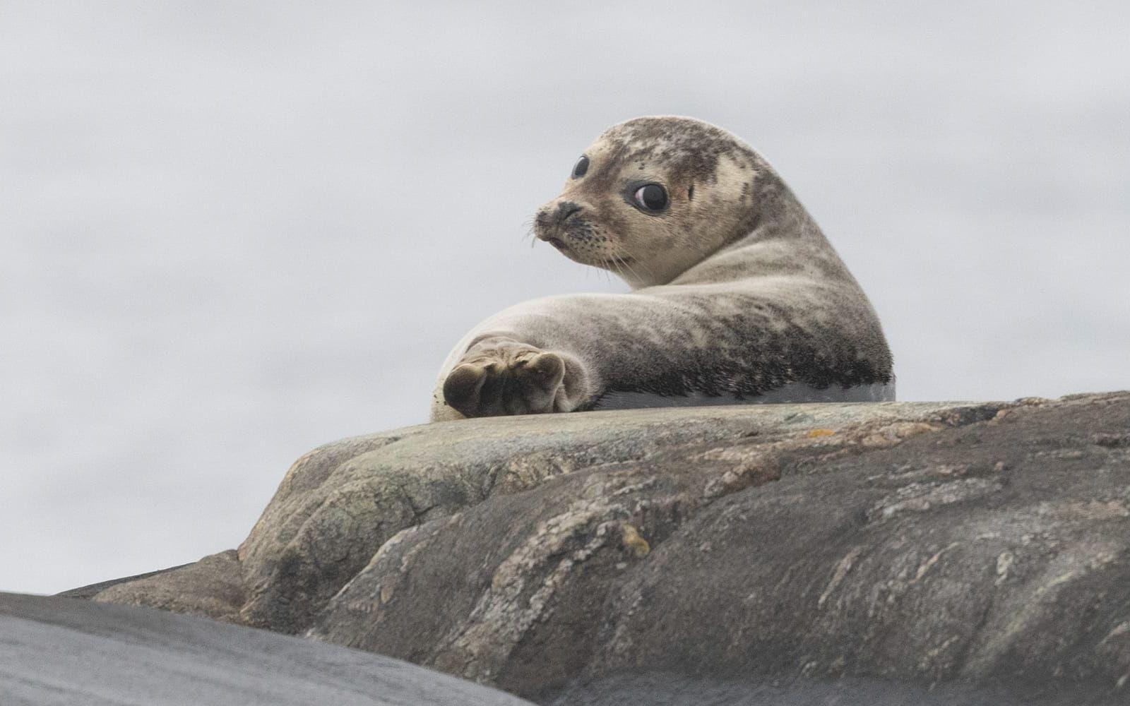 Sälen har hamnat i konflikt med det småskaliga och kustnära yrkesfisket. Pressbild.