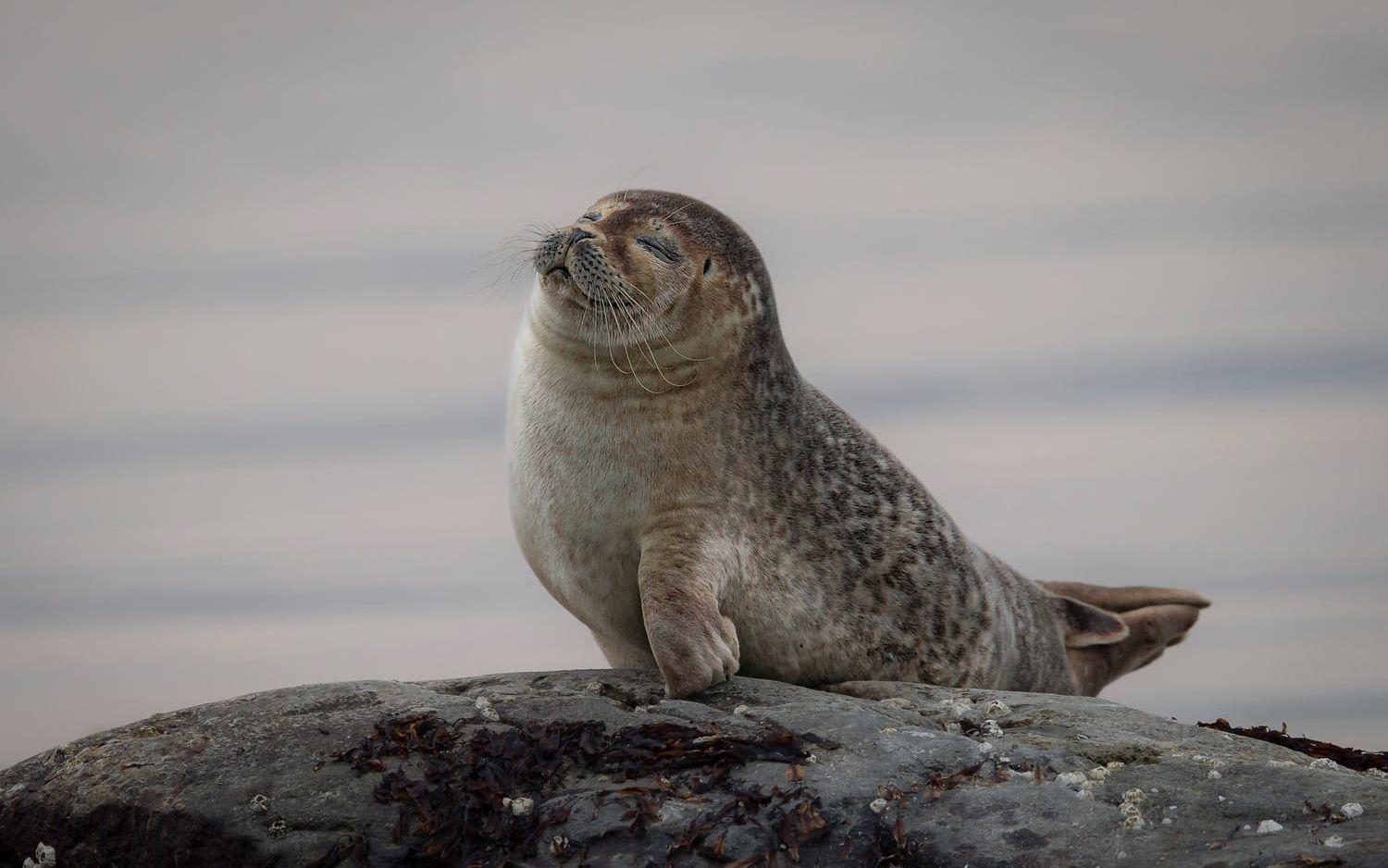 Enligt Naturskyddsföreningen kan utökad jakt riskera sälpopulationerna på sikt. Pressbild.