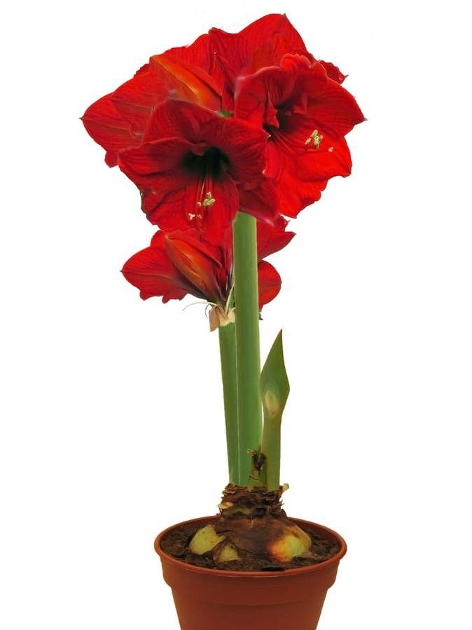 
    Den röda amaryllisen är fortfarande den stora favoriten, även om nya färger växer i popularitet.
   