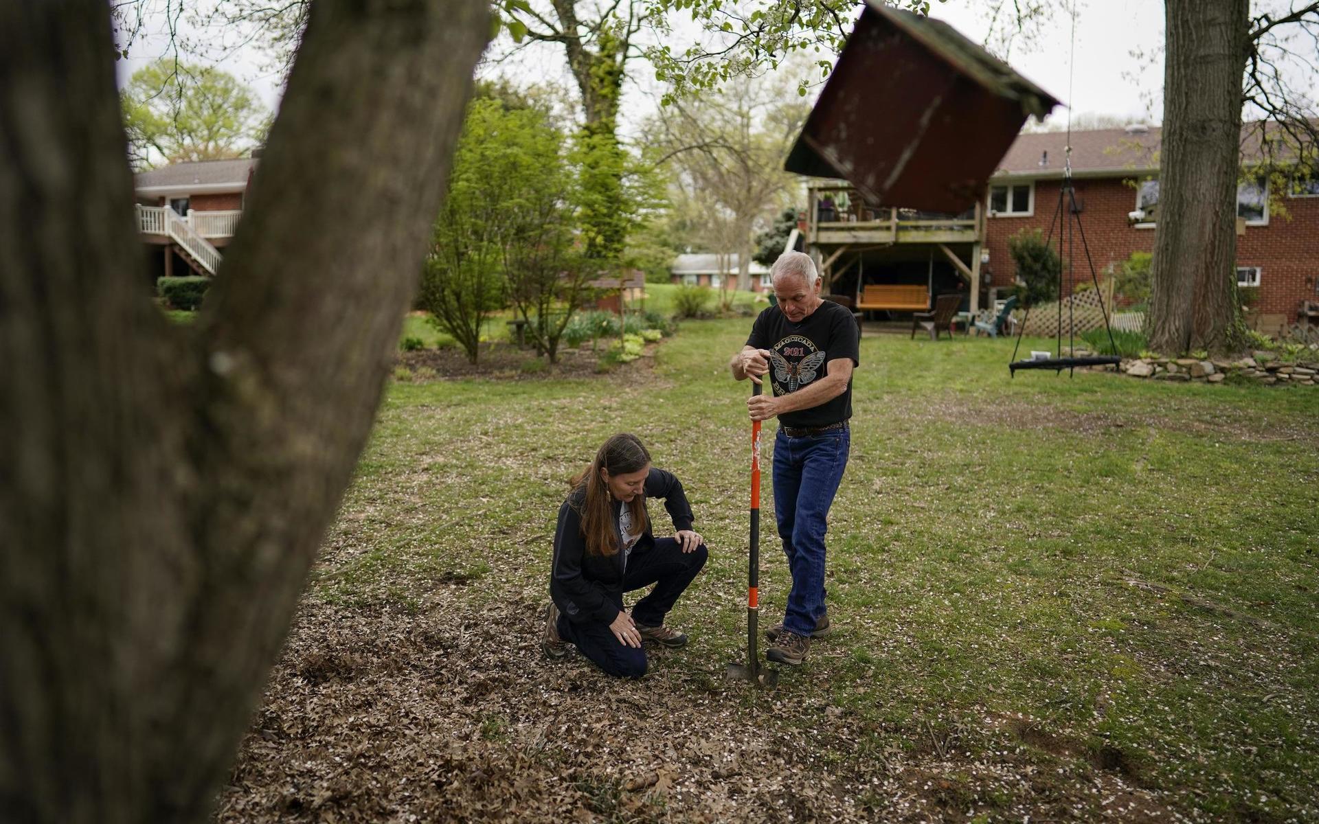 Etnomologerna Michael Raupp och Paula Shrewsbury vid universitetet i Maryland bland cikador som ockuperat en gräsmatta.
