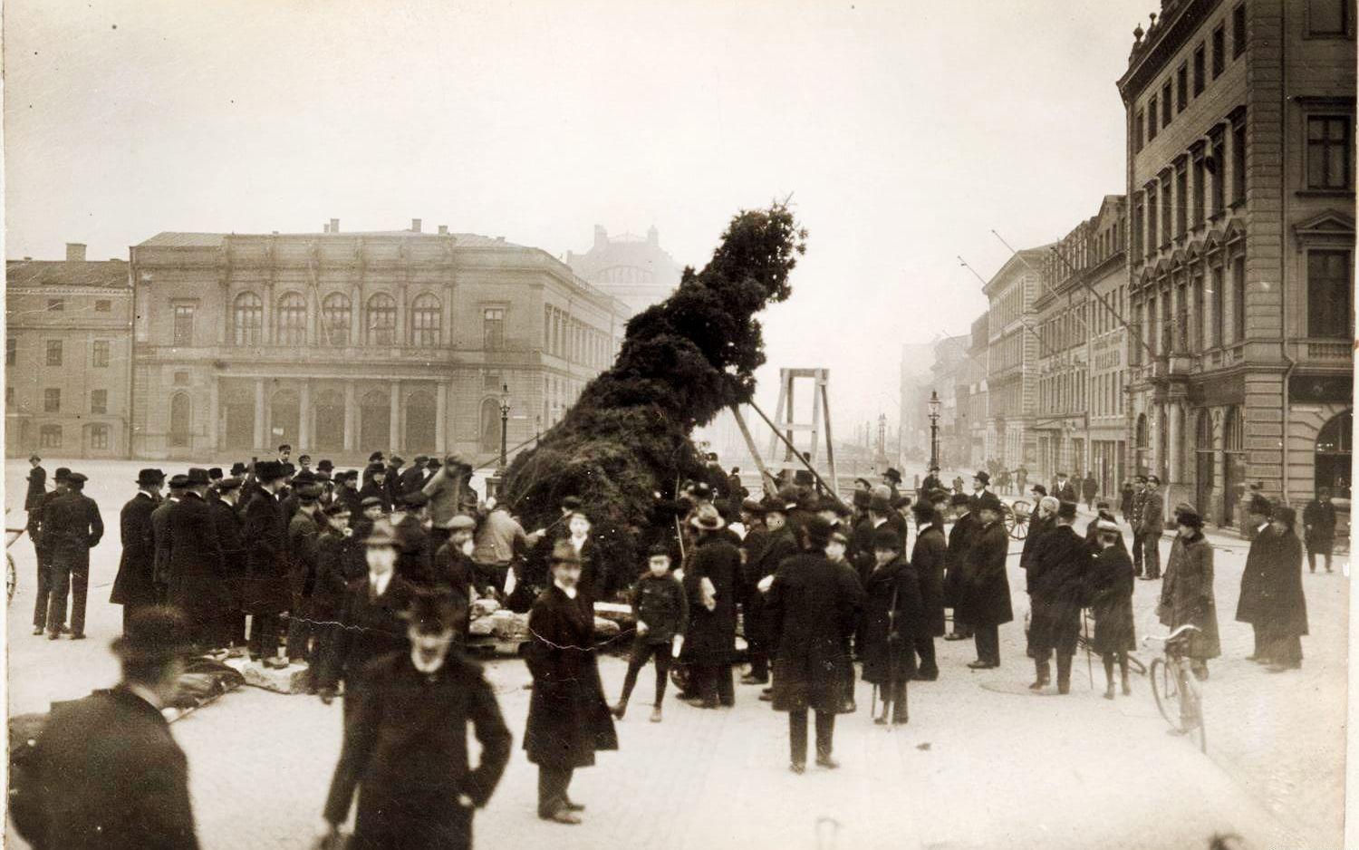 Redan 1920 placerades en julgran vid Gustav Adolfs torg. Resandet av den lockade många nyfikna och den kom inte med krantrailer som den gör numera. Till vänster i bakgrunden syns Börsen.