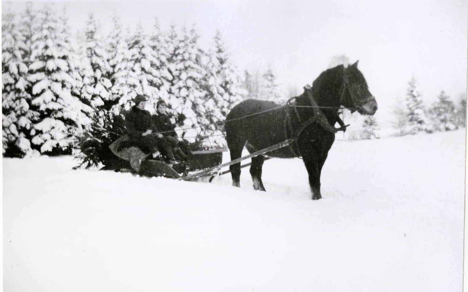Julgranen hämtades dagen före julafton 1955 av folk från gården Toftekulla. Hästen Docka drog både de anställda och granen genom den djupa snön.