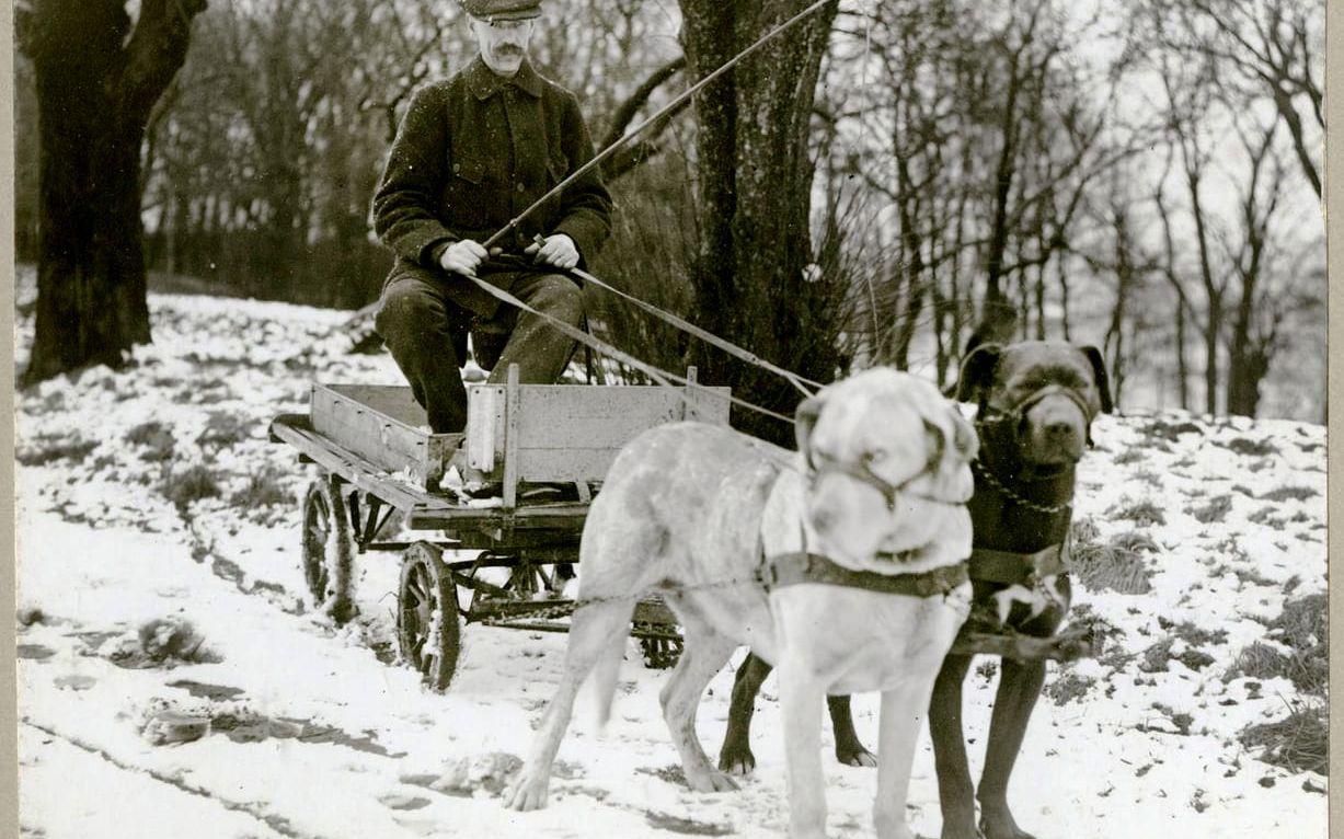 M. J. Mattson på sin vagn som drogs med hjälp av hans två stora hundar. Bilden är tagen i mars 1914.