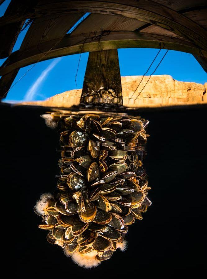"Under en brygga i Smögen går det att hitta mycket liv, musslorna trängs i det friska vattnet". Bild: Fredrik Blomqwist